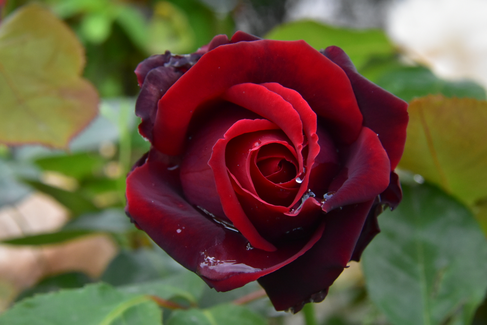 La rosa nera...