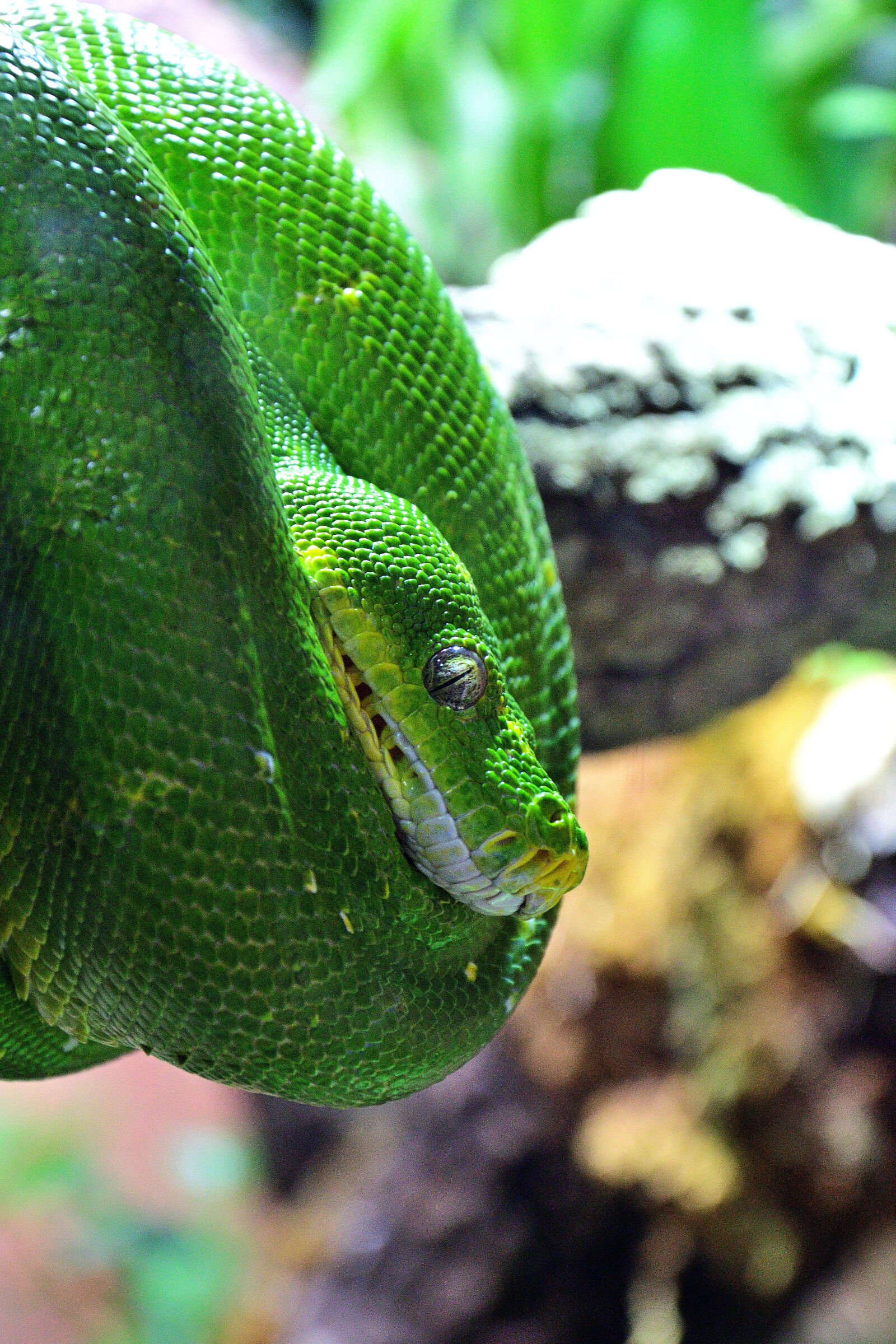 Serpente liana verde...