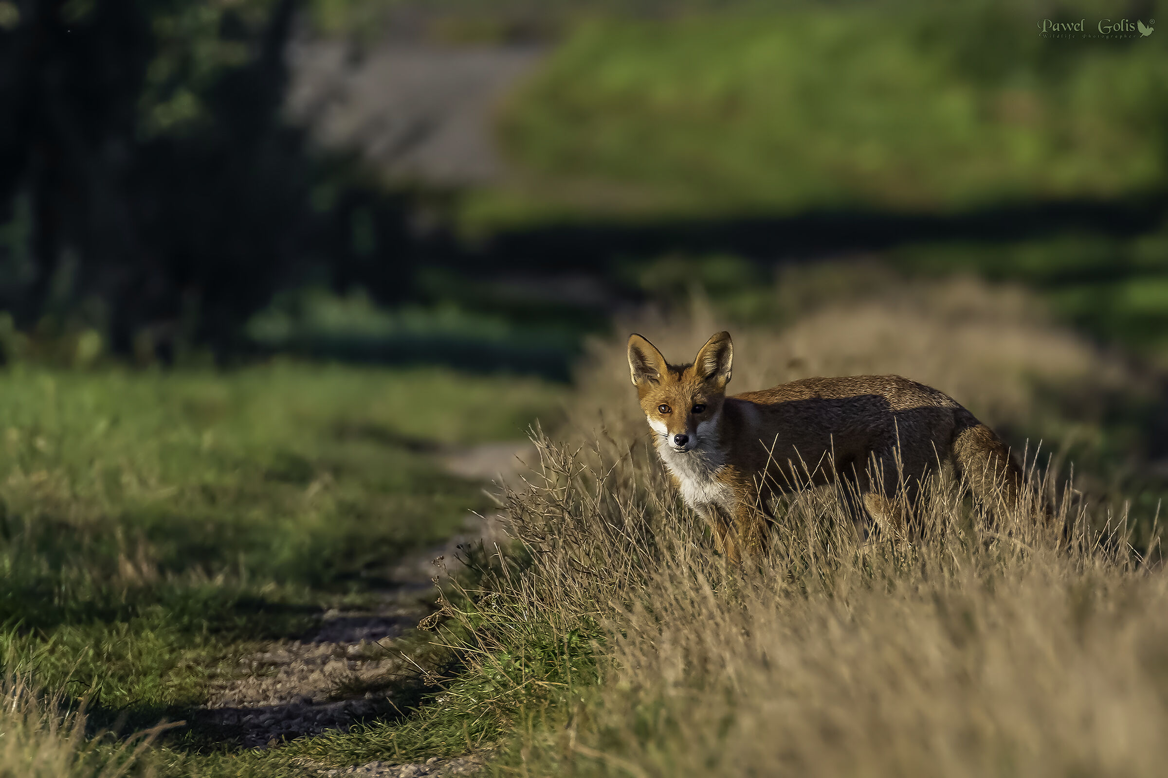 Red fox (Vulpes vulpes)...