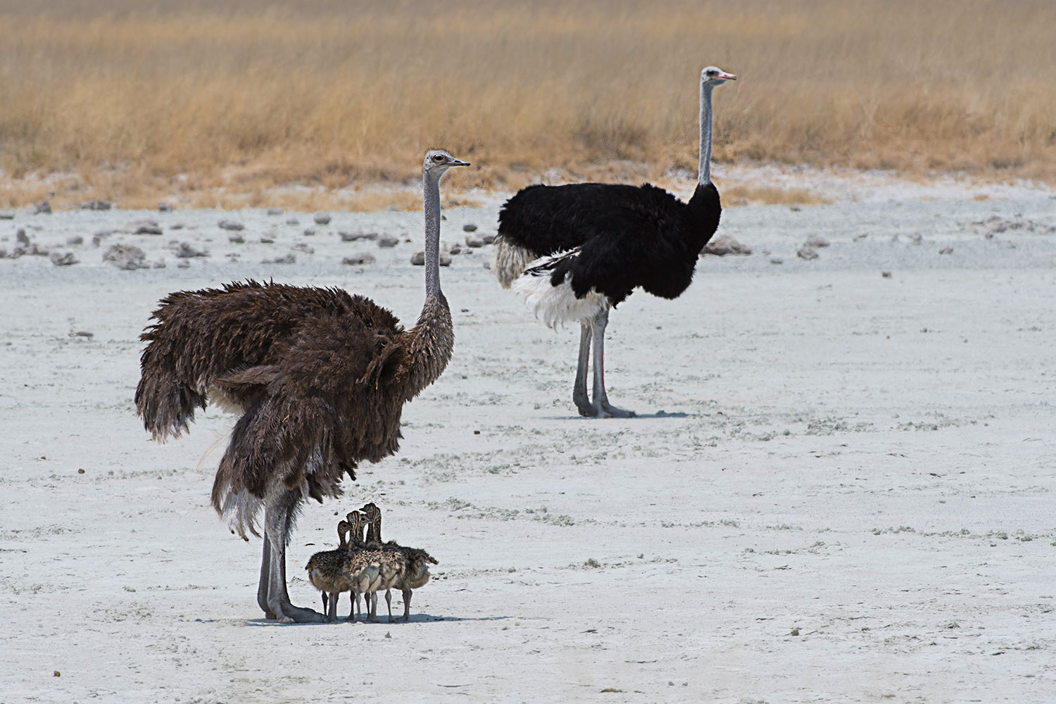Ostriche family in the sun...
