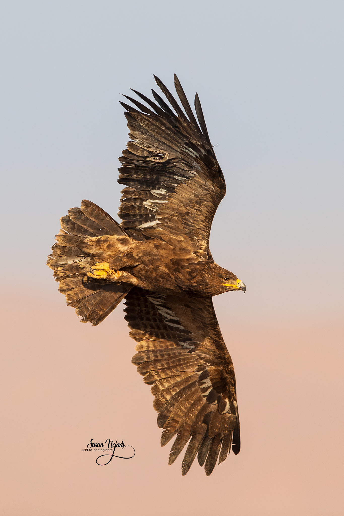 steppe eagle...