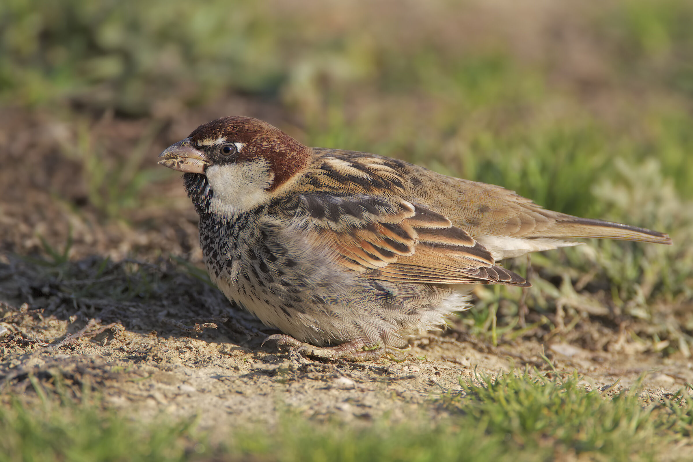 Sardinian sparrow...