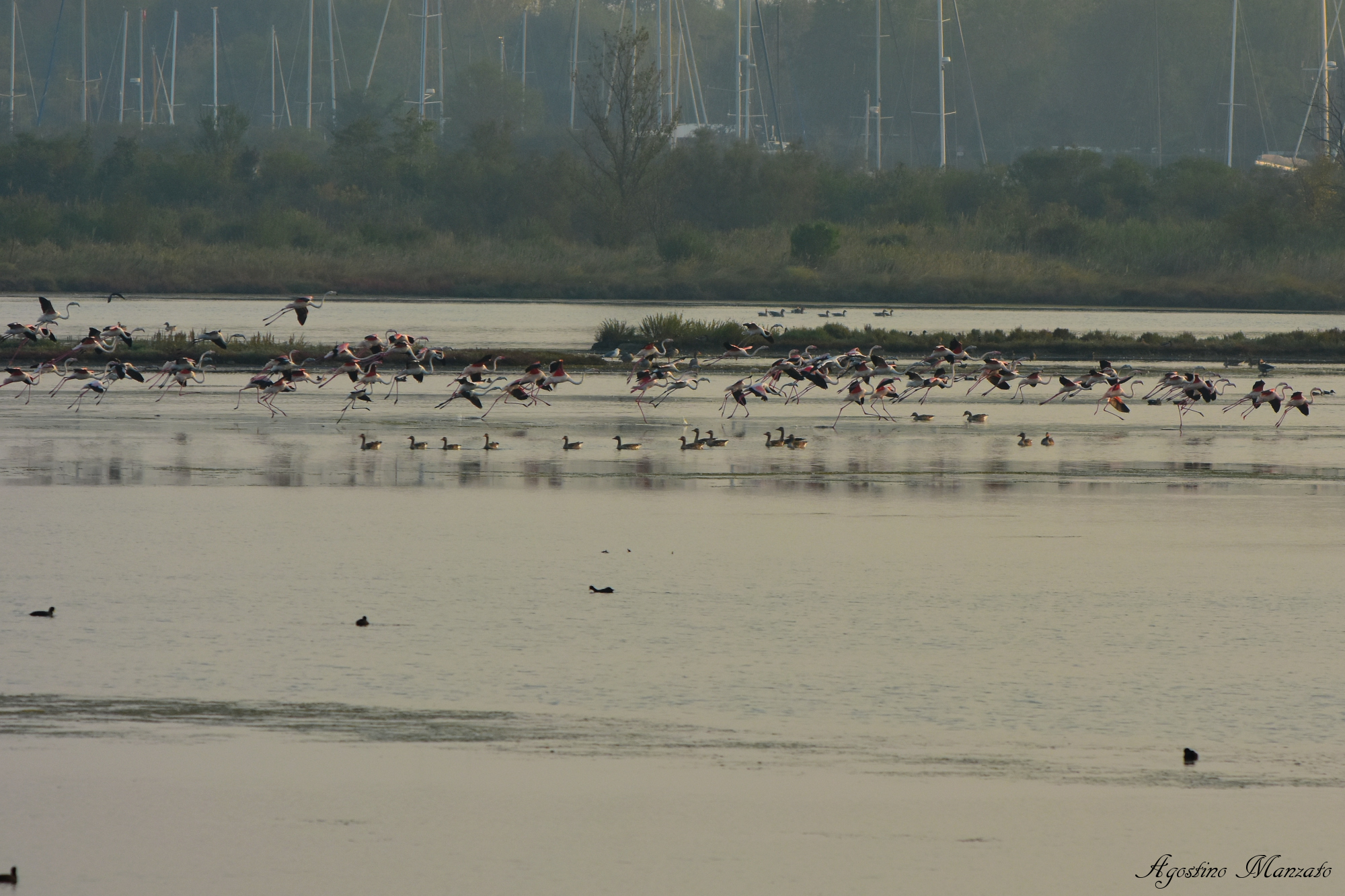 Flamingos land in Val Cavanata...