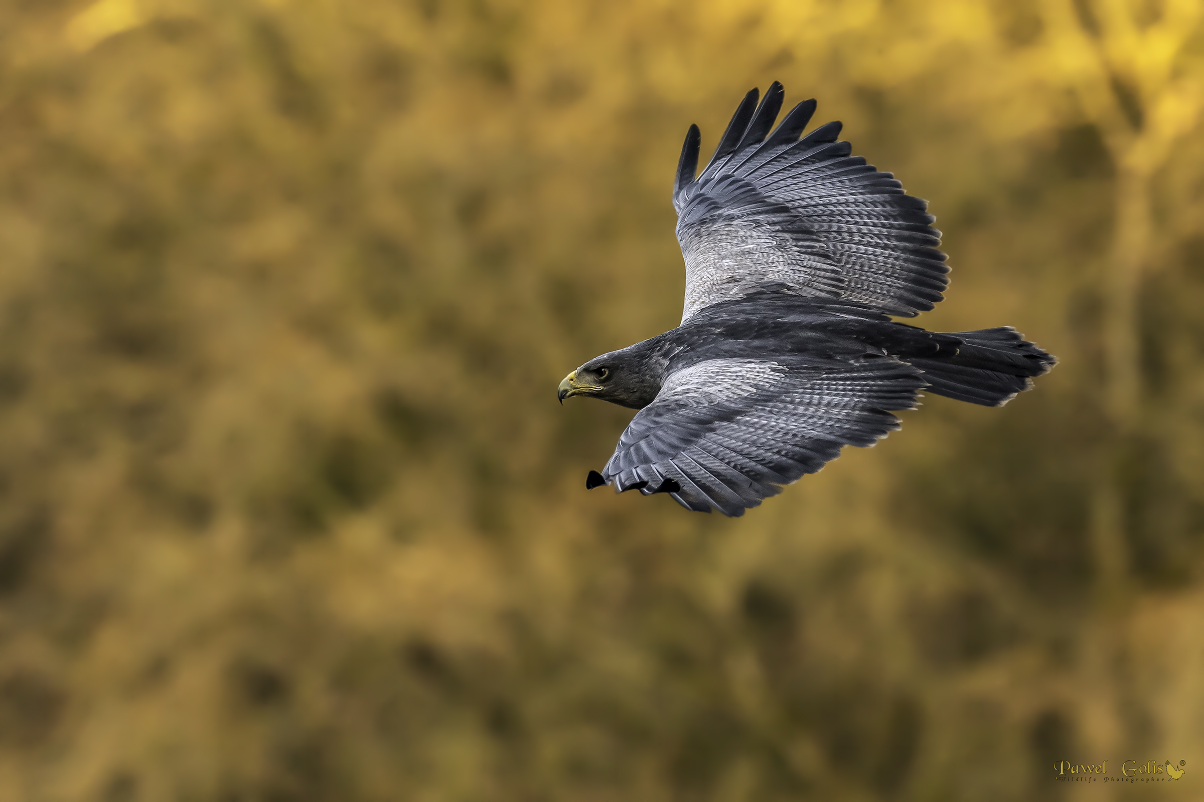 Black-chested buzzard-eagle (Geranoaetus melanoleucus)...