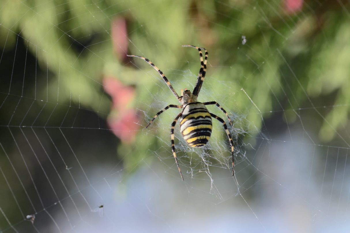 The wasp spider 1...