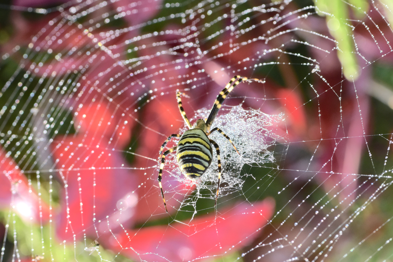 The wasp spider 2...