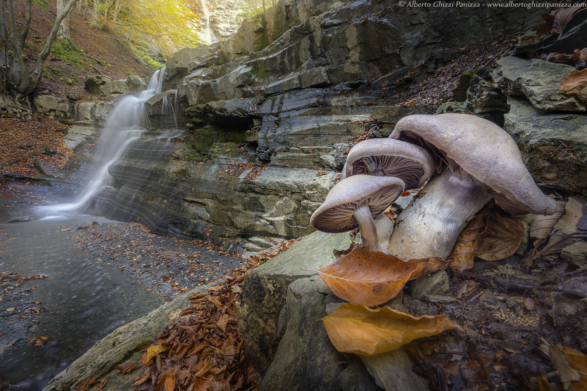 Mushrooms between the waterfalls...