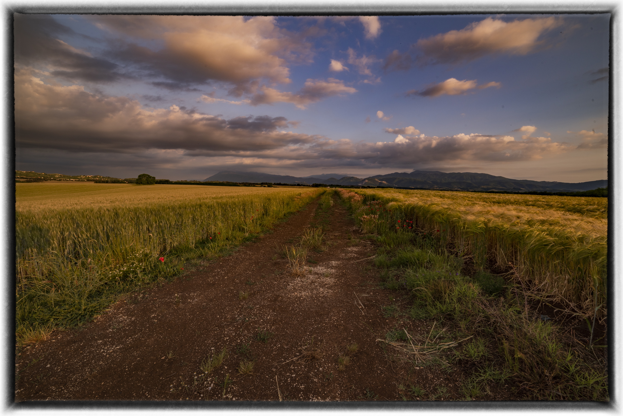 Between barley and wheat at sunset...