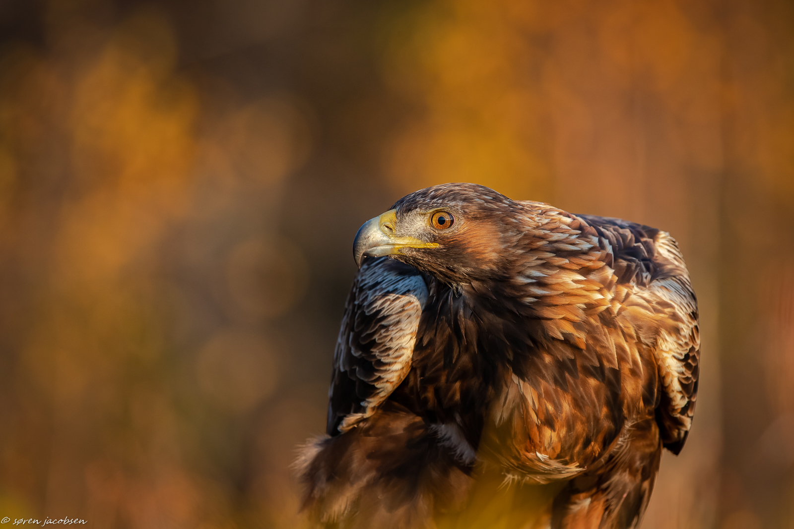 Golden Eagle, in autumn colours...
