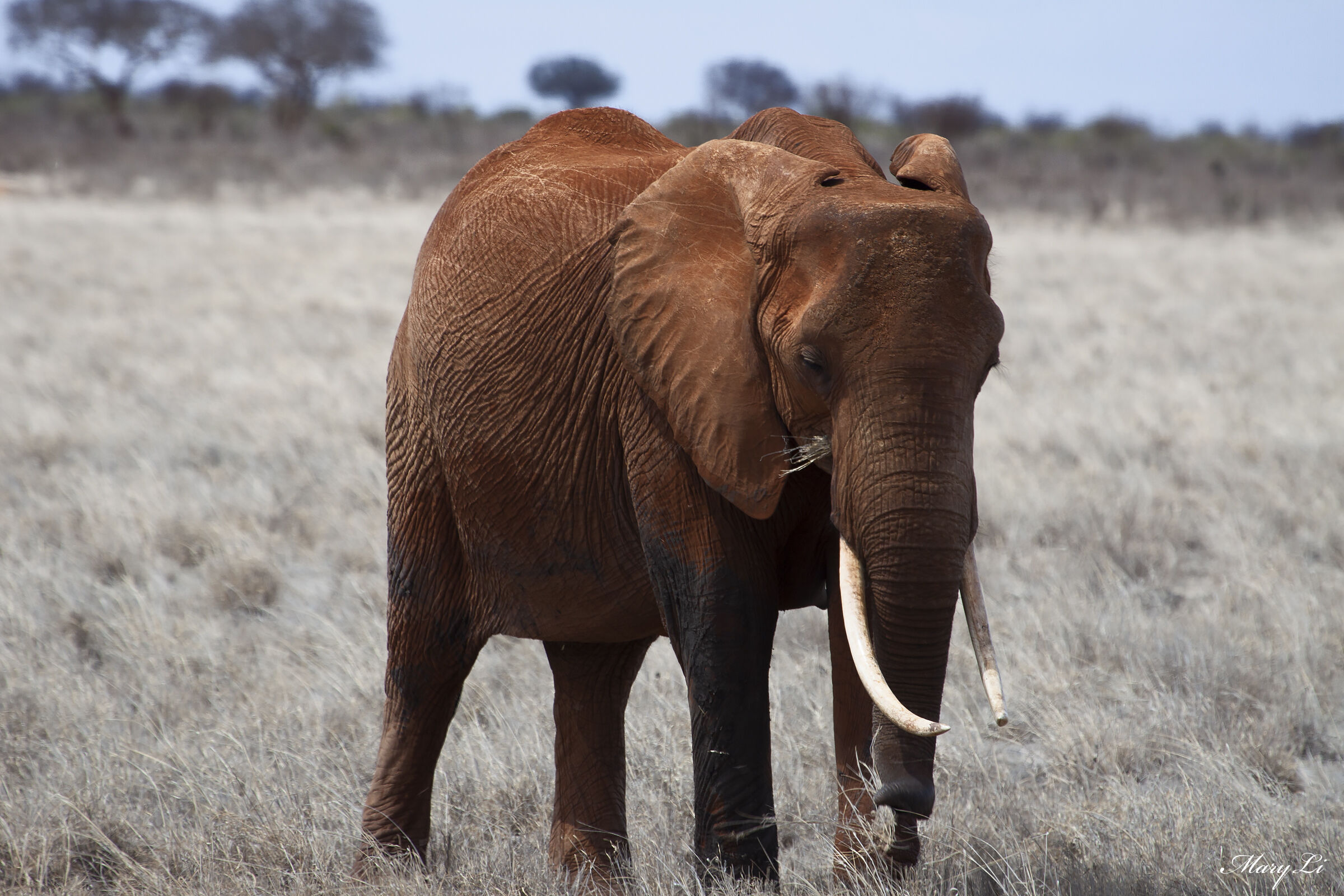 Elefante Rosso - Tsavo Est National Park...