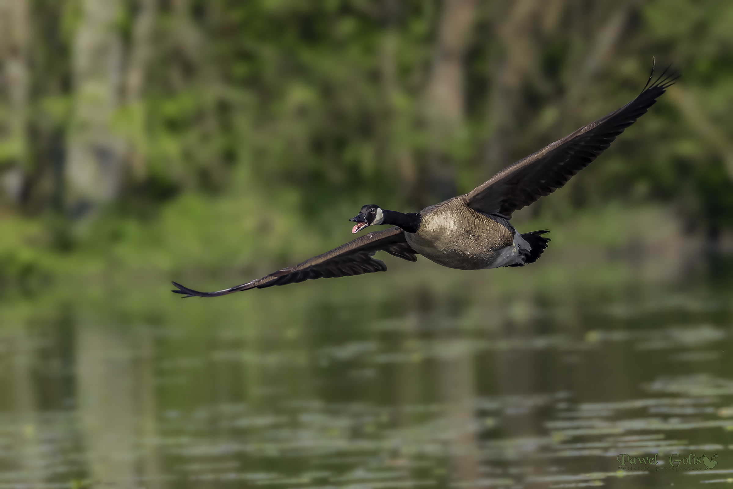 Canada goose (Branta canadensis) in Fly...