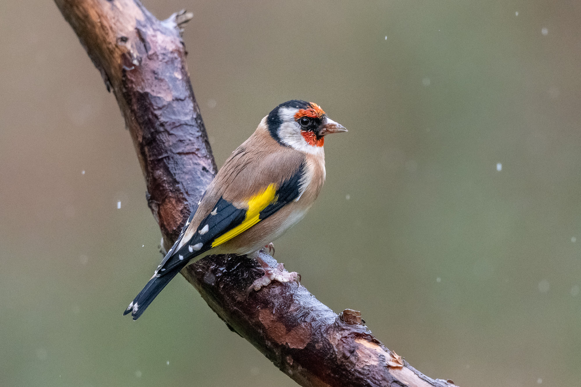 Goldfinch in the Rain...