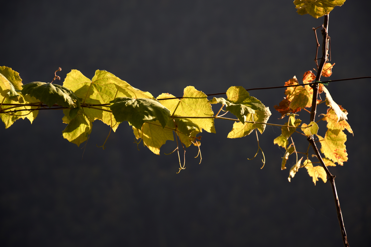 Autumn - grape leaves - sun...