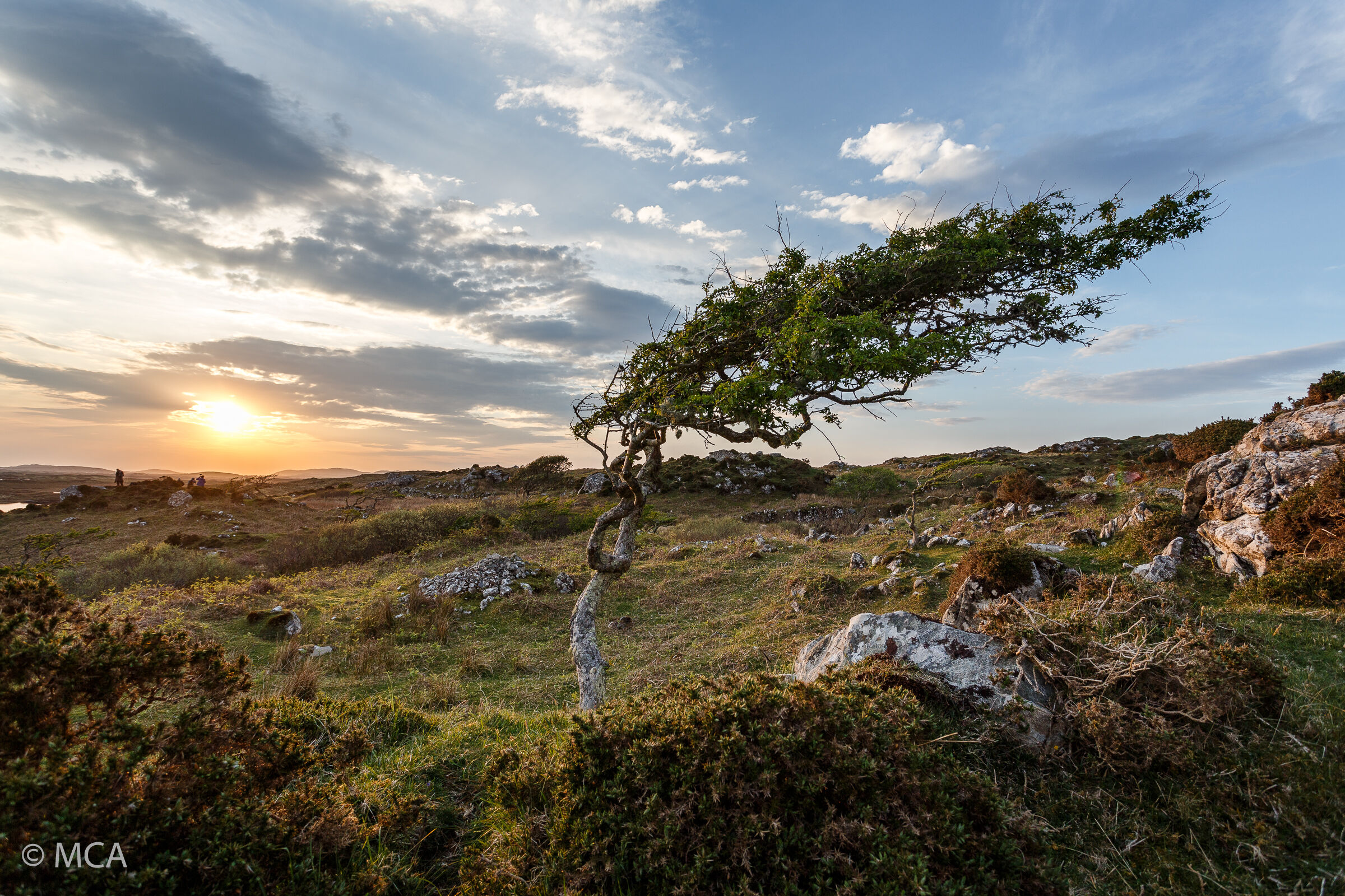 Ireland's Tree...