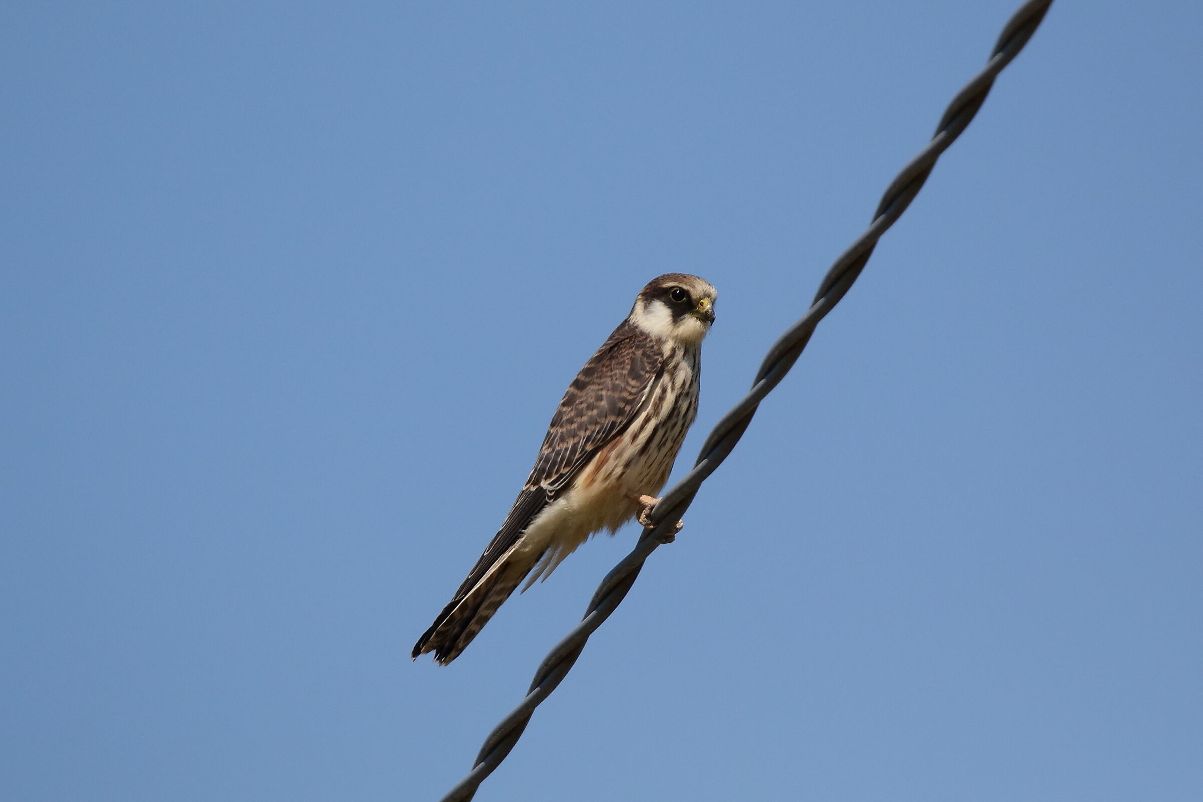 cuckoo falcon...