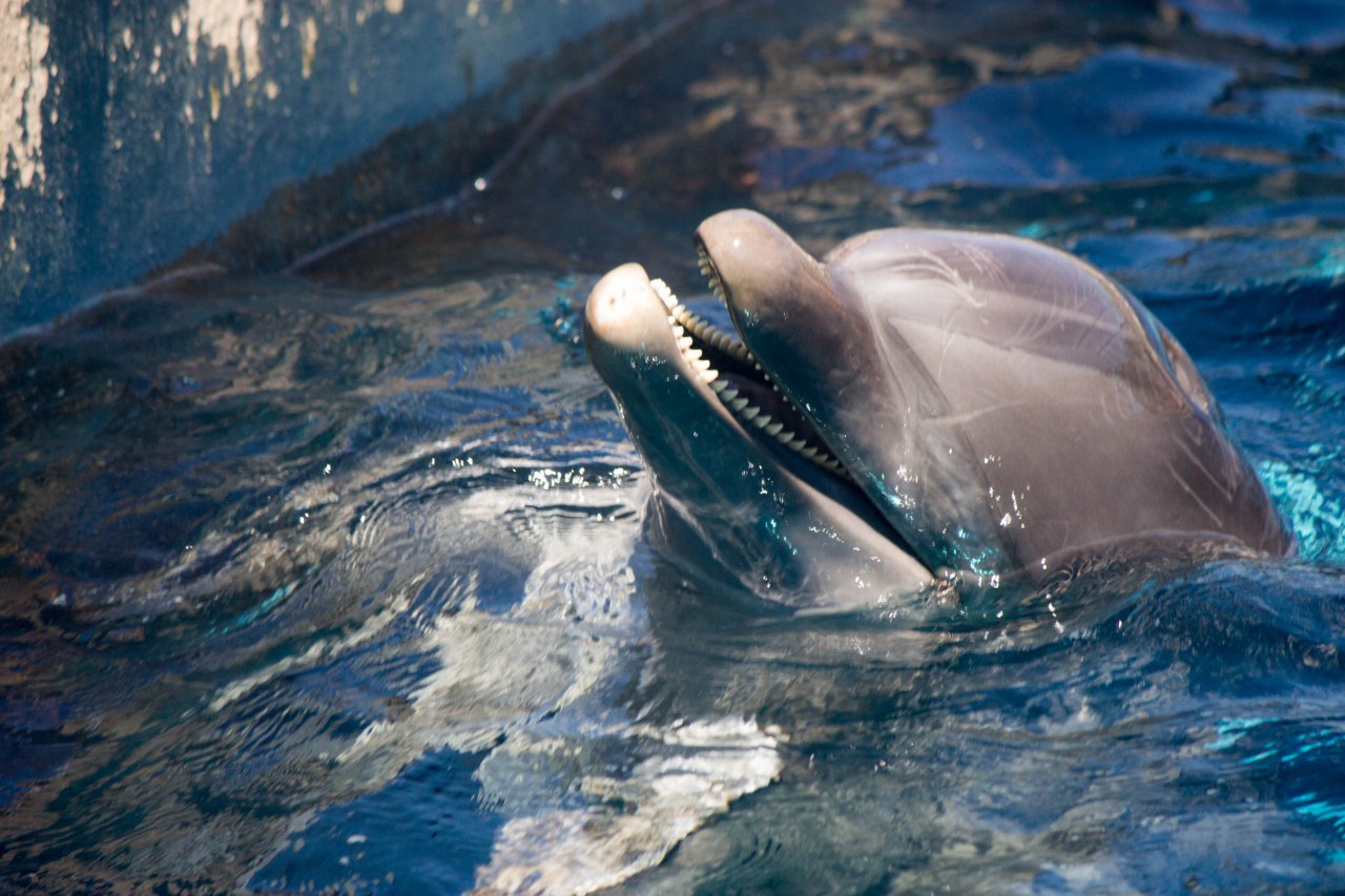 Dolphin in Aquarium...