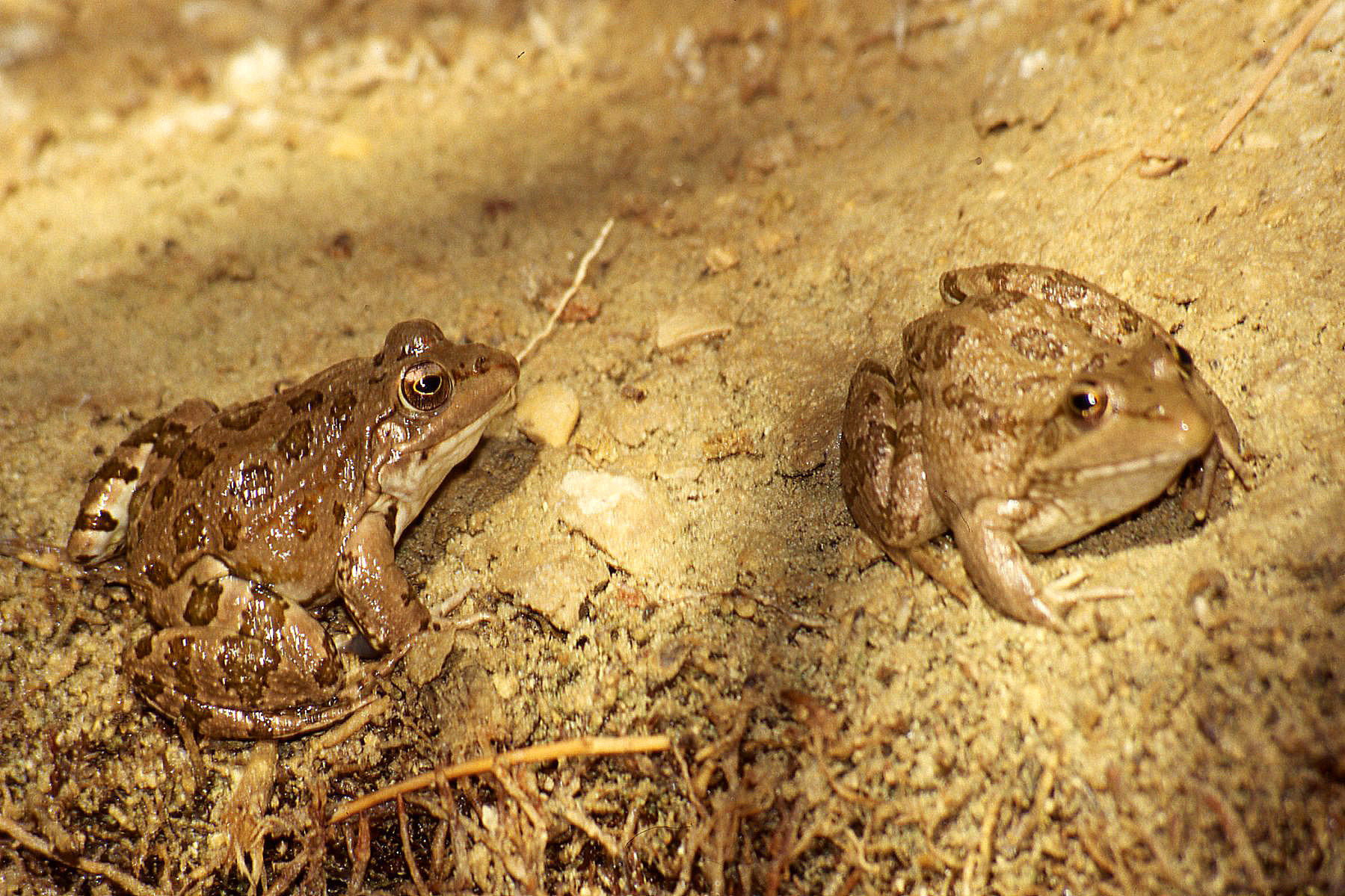 Tunisia: Mountain Oase Frogs (digitized)...