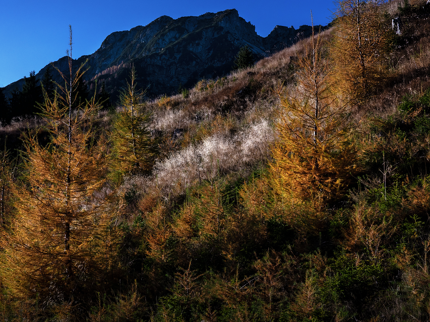 Cromie d'autunno - Alpi Giulie - Italy...
