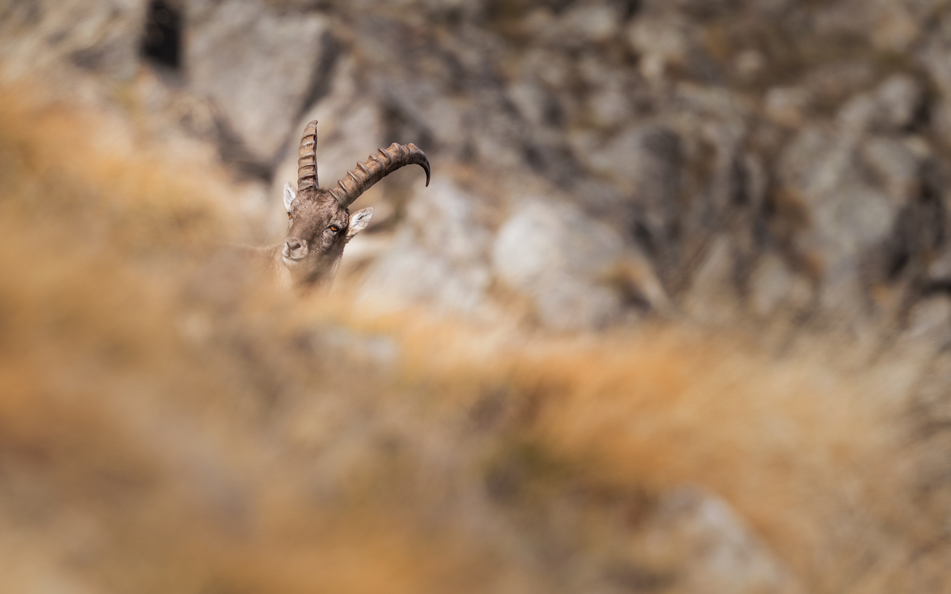 Young Ibex ...