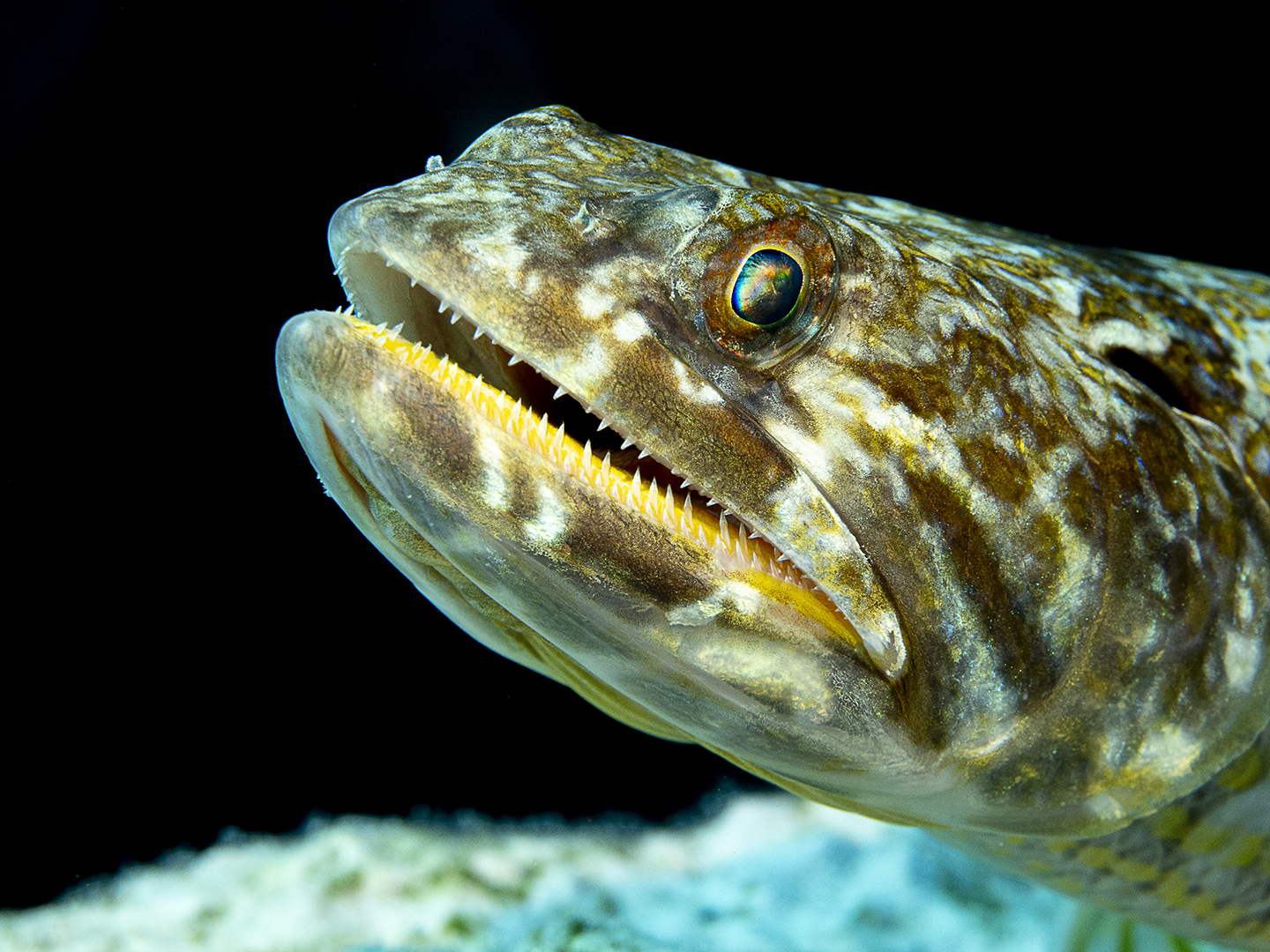 lizardfish...