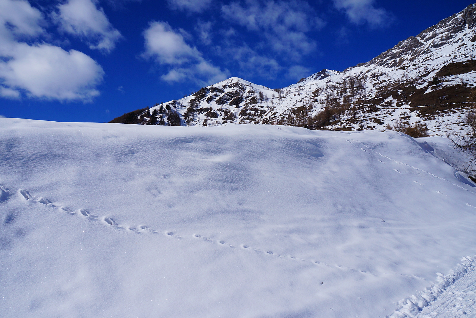 footprints on the snow...