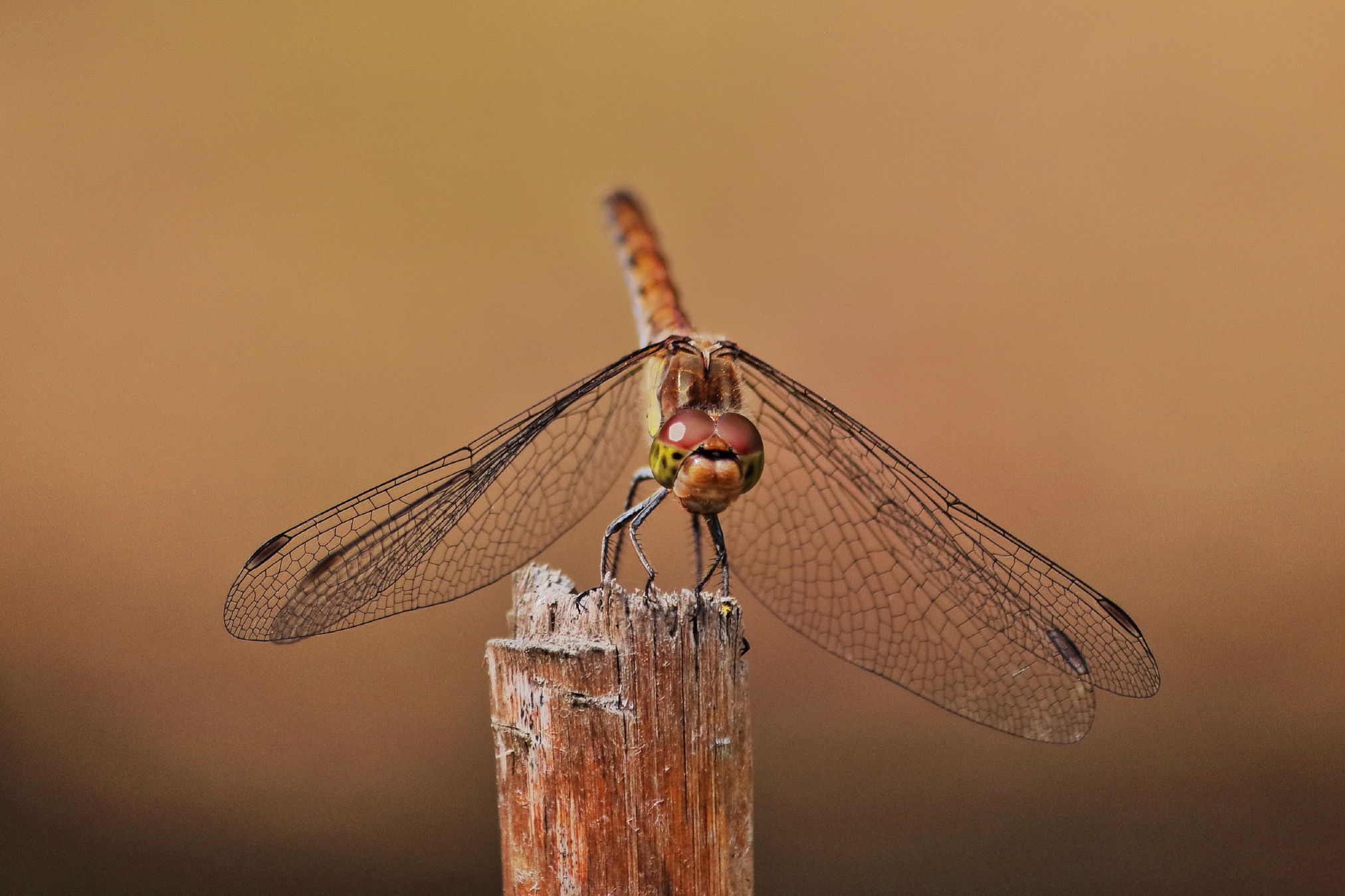Early autumn dragonfly...