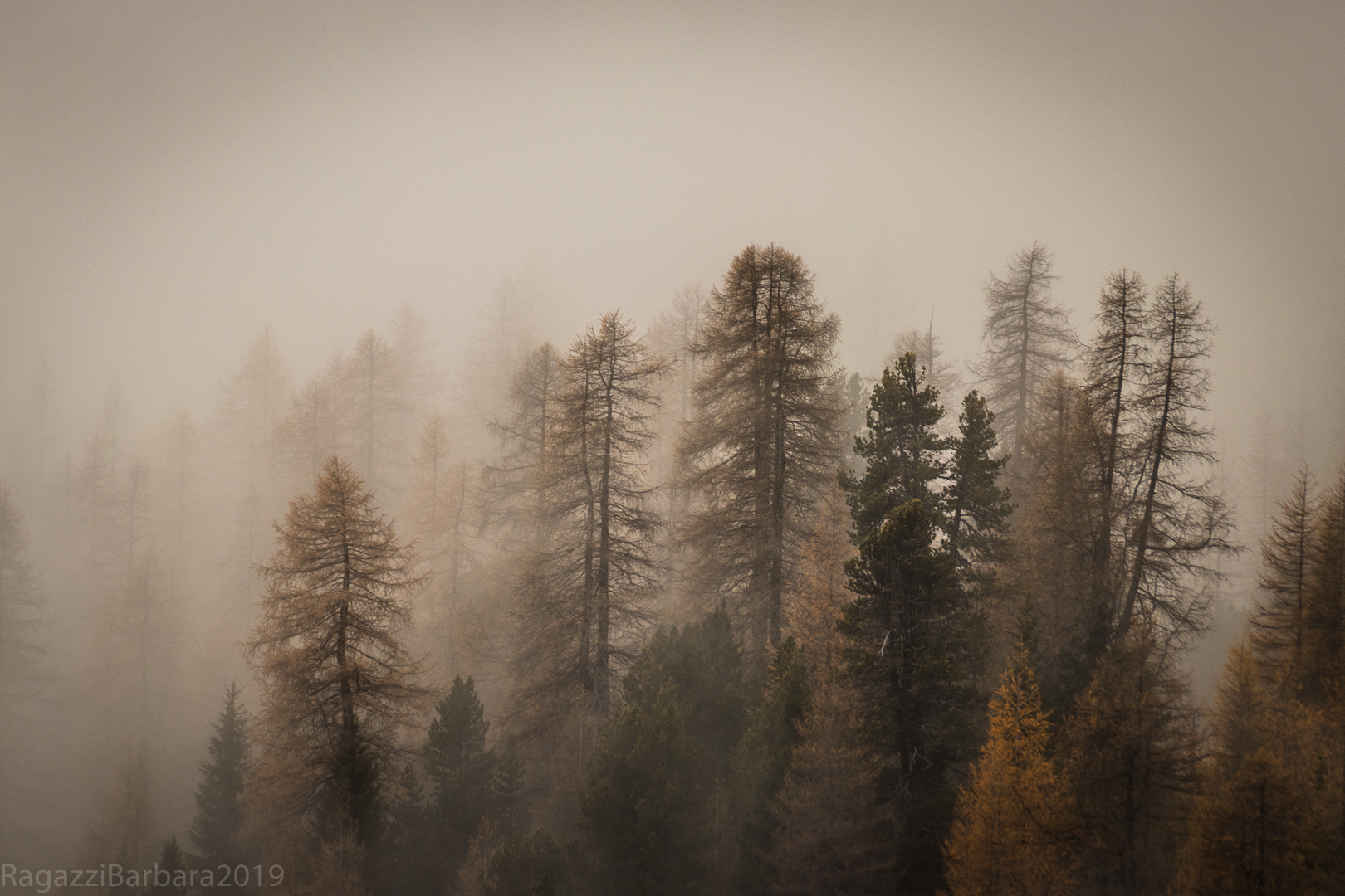 E il bosco si vestì di nebbia........