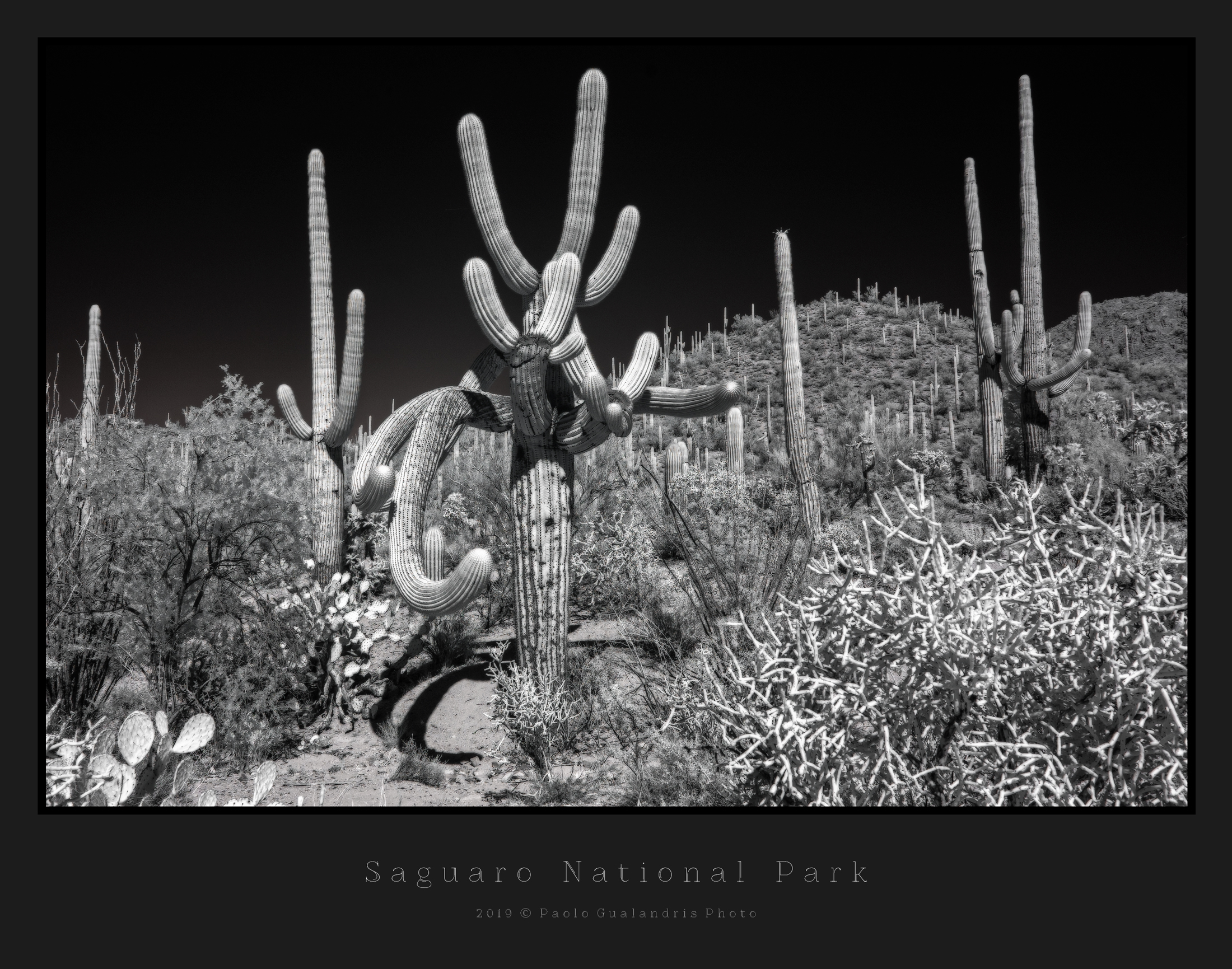 Saguaro National Park...
