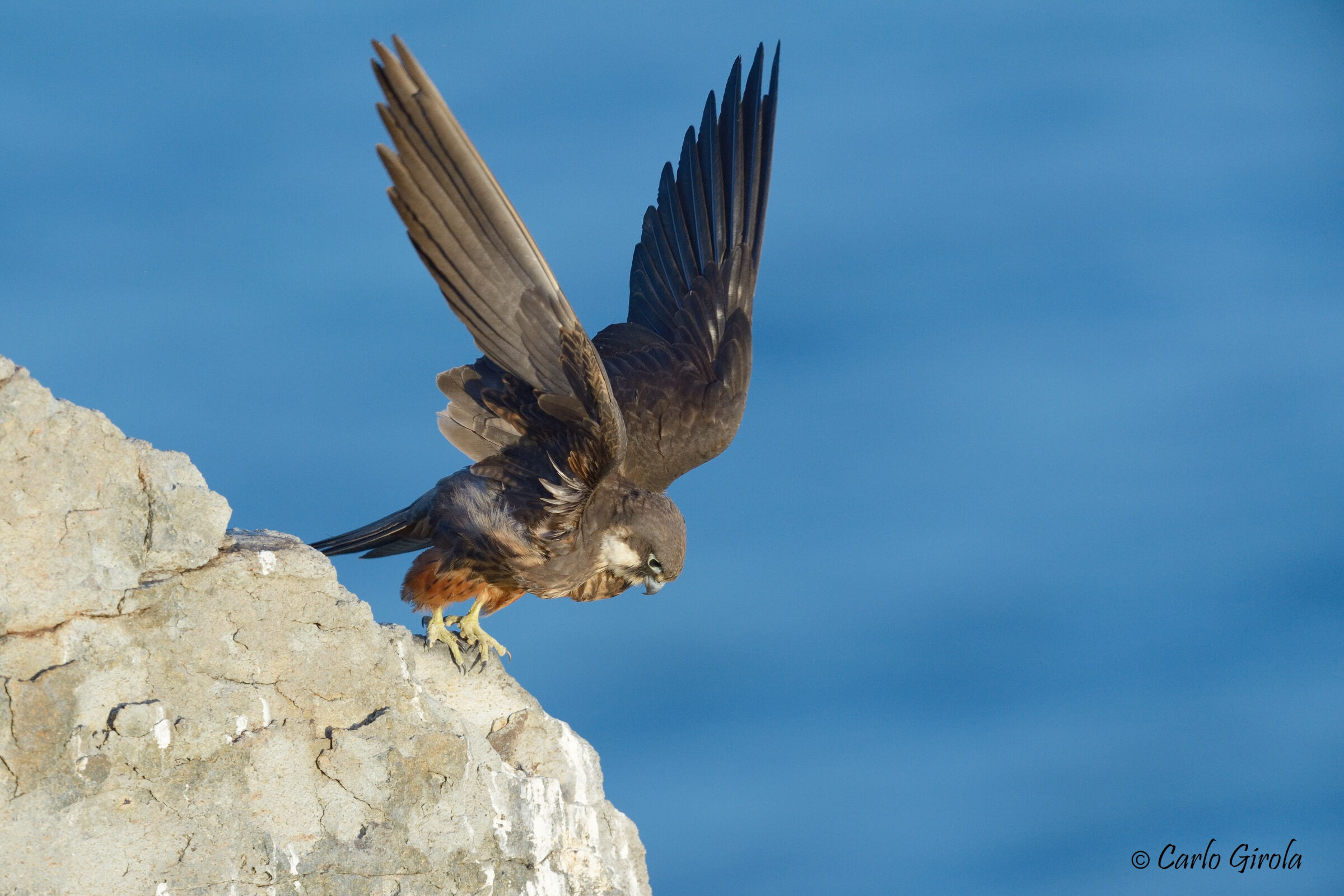 Falco della regina (Falco eleonorae)...