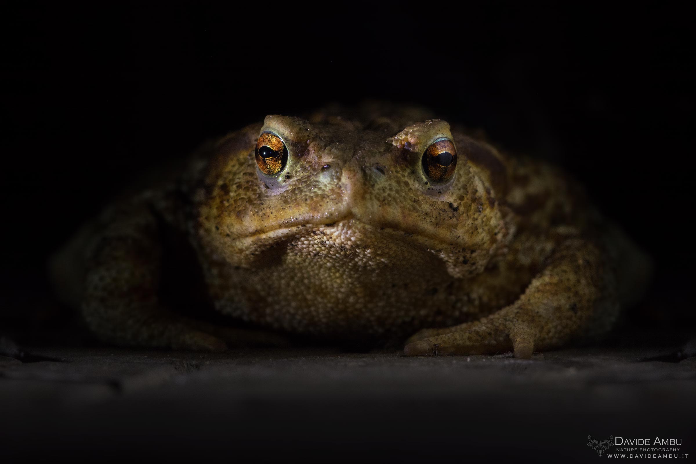 Common Toad...