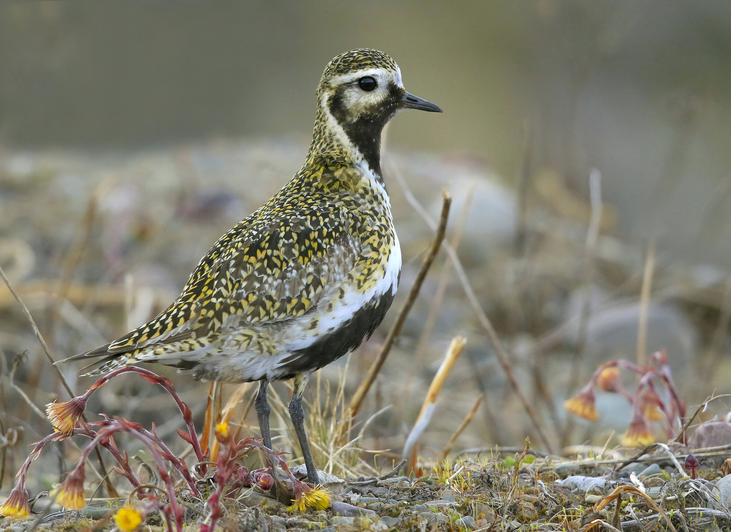 gilded plover in livery...