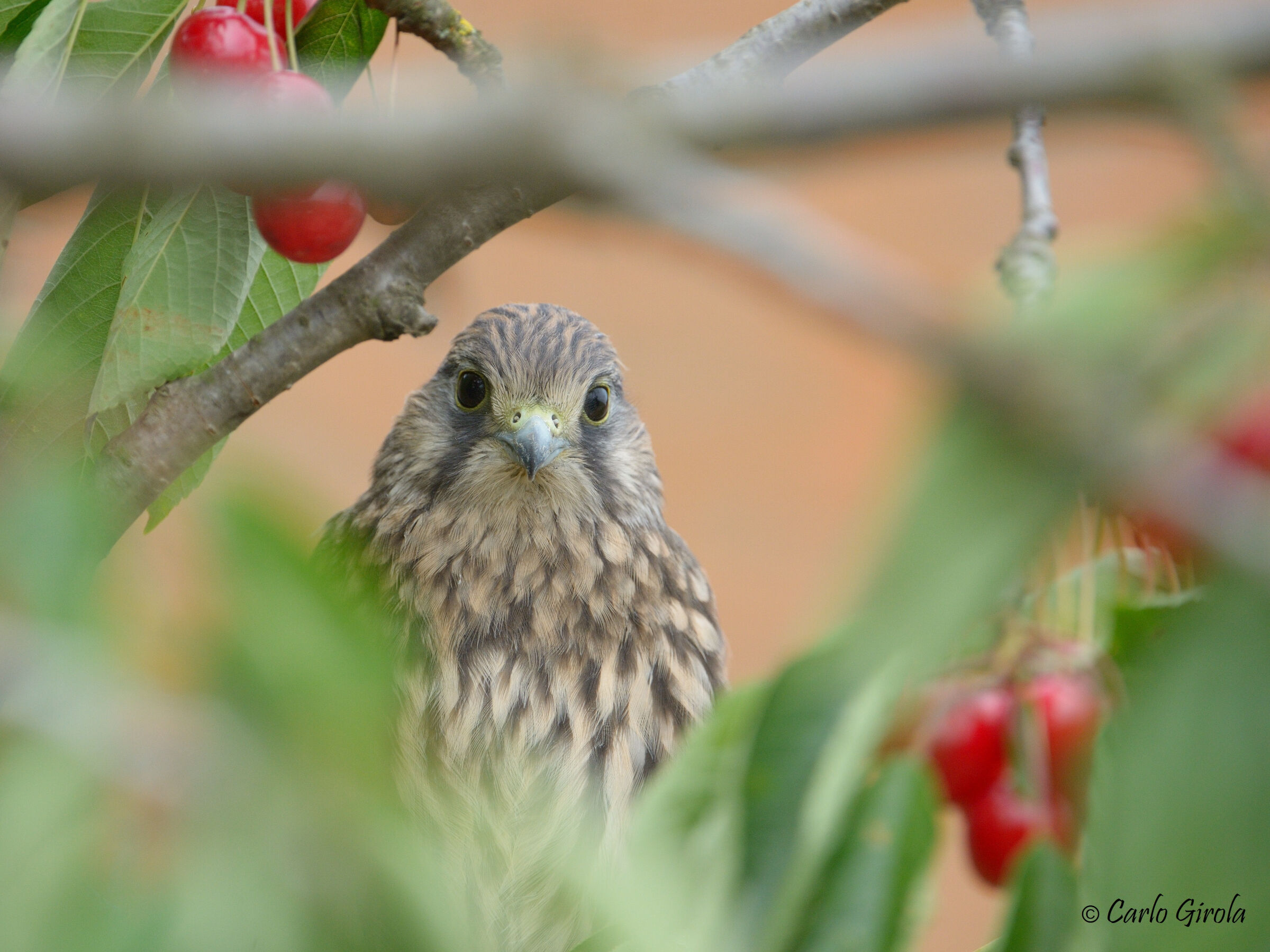 Gheppio (Falco tinniculus) and cherries...