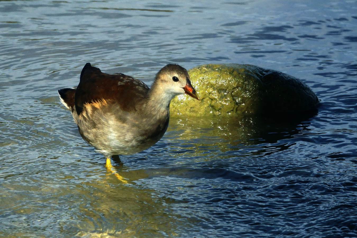 young water hen...