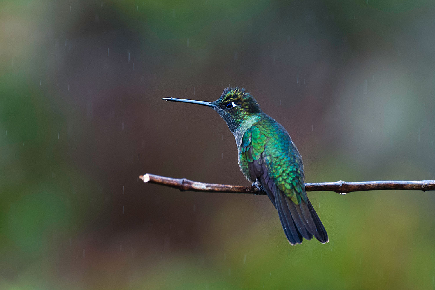 Magnificent hummingbird in the rain...