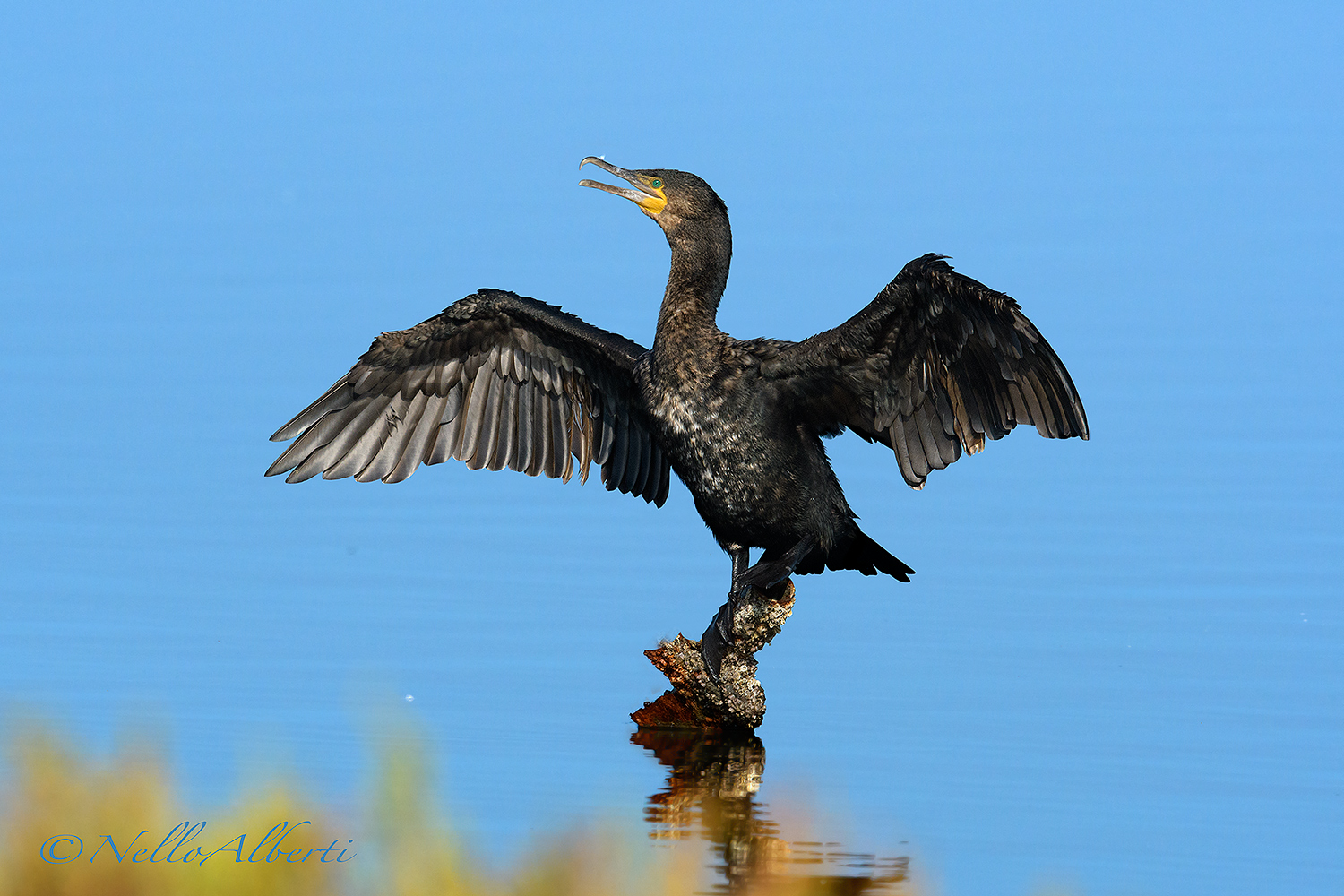 cormorant that dries its wings in the sun...