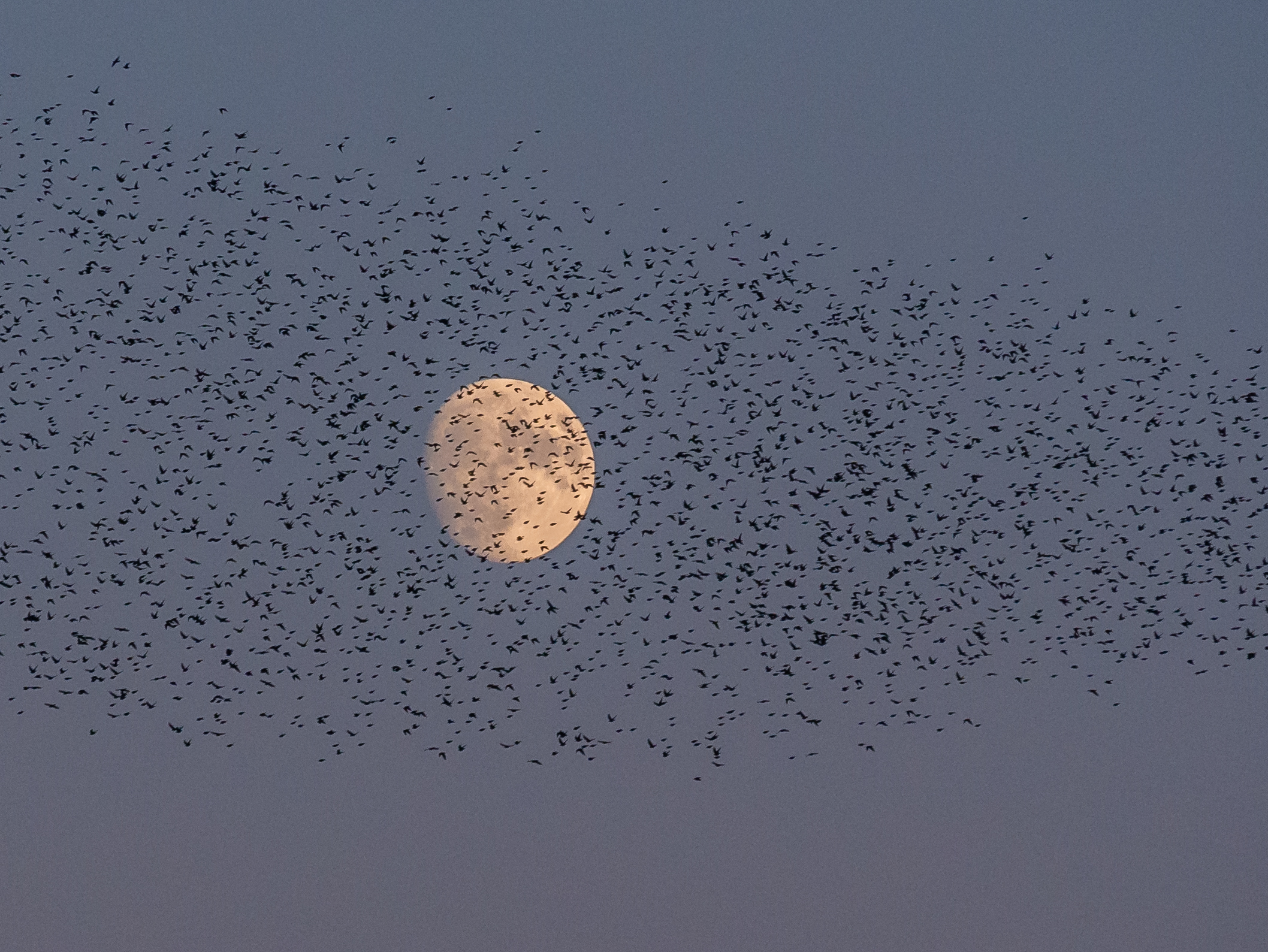 Moon and Birds...