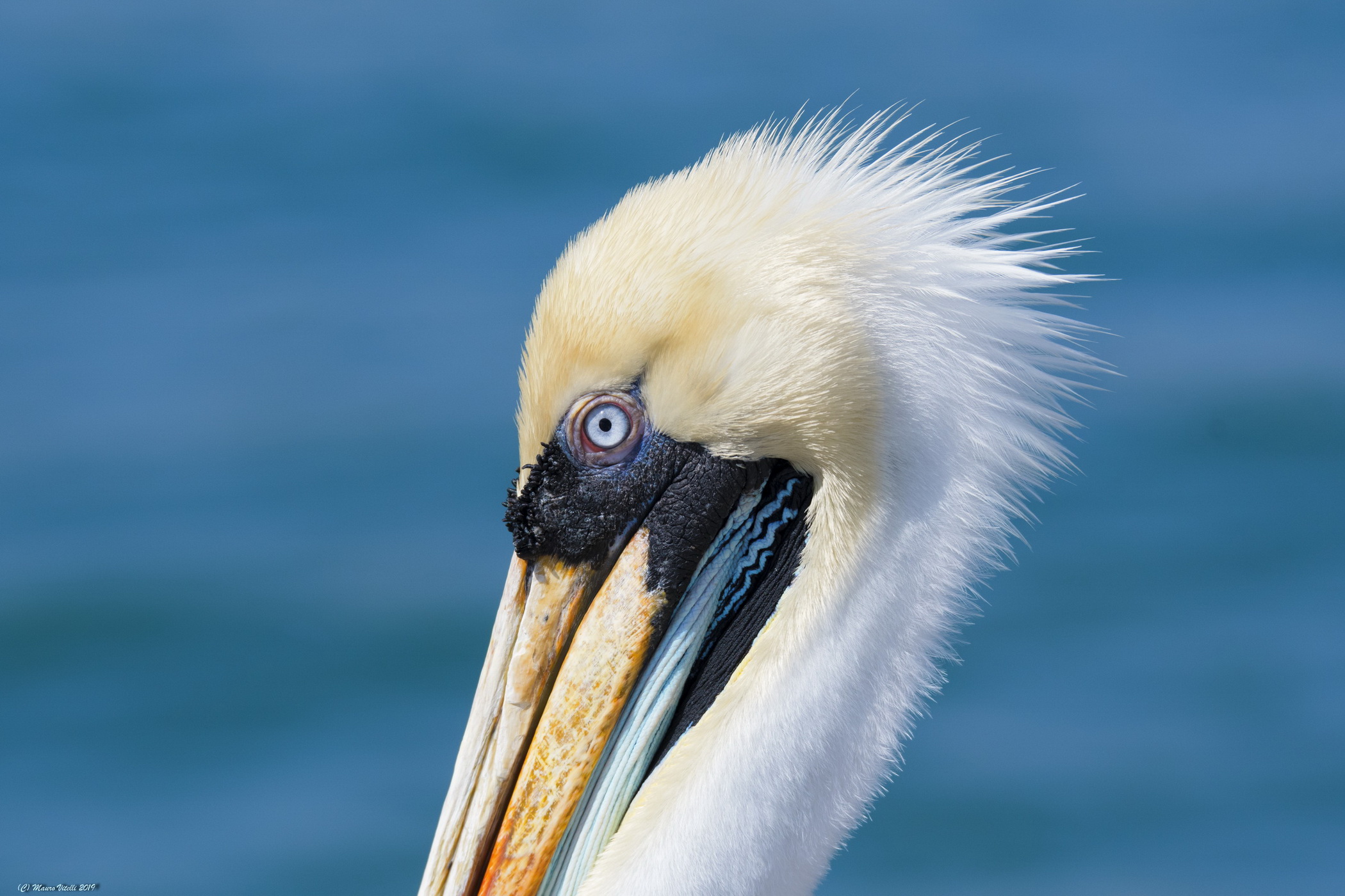 Vanitoso (Peruvian Pelicano)...