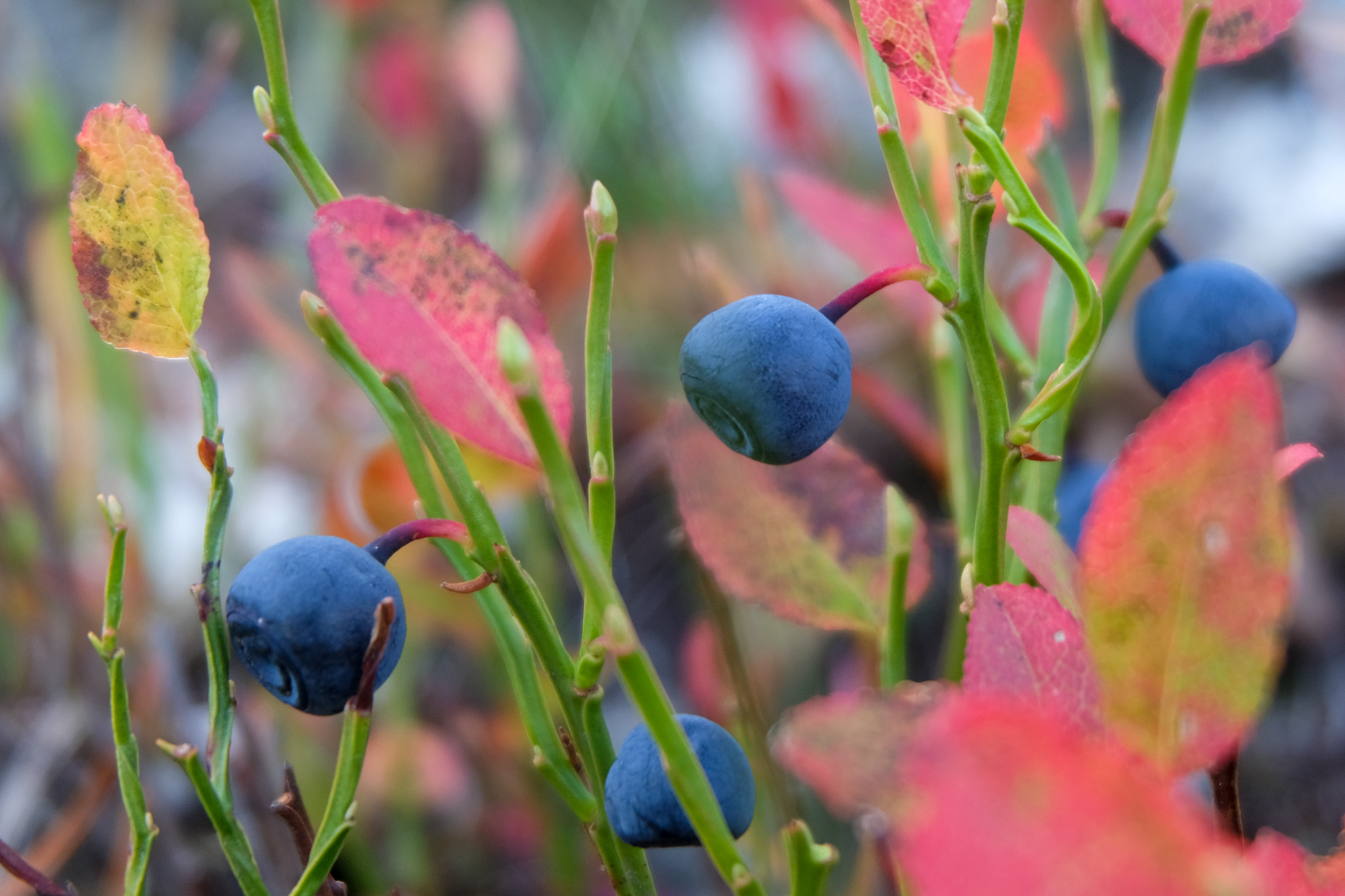 Blueberries...