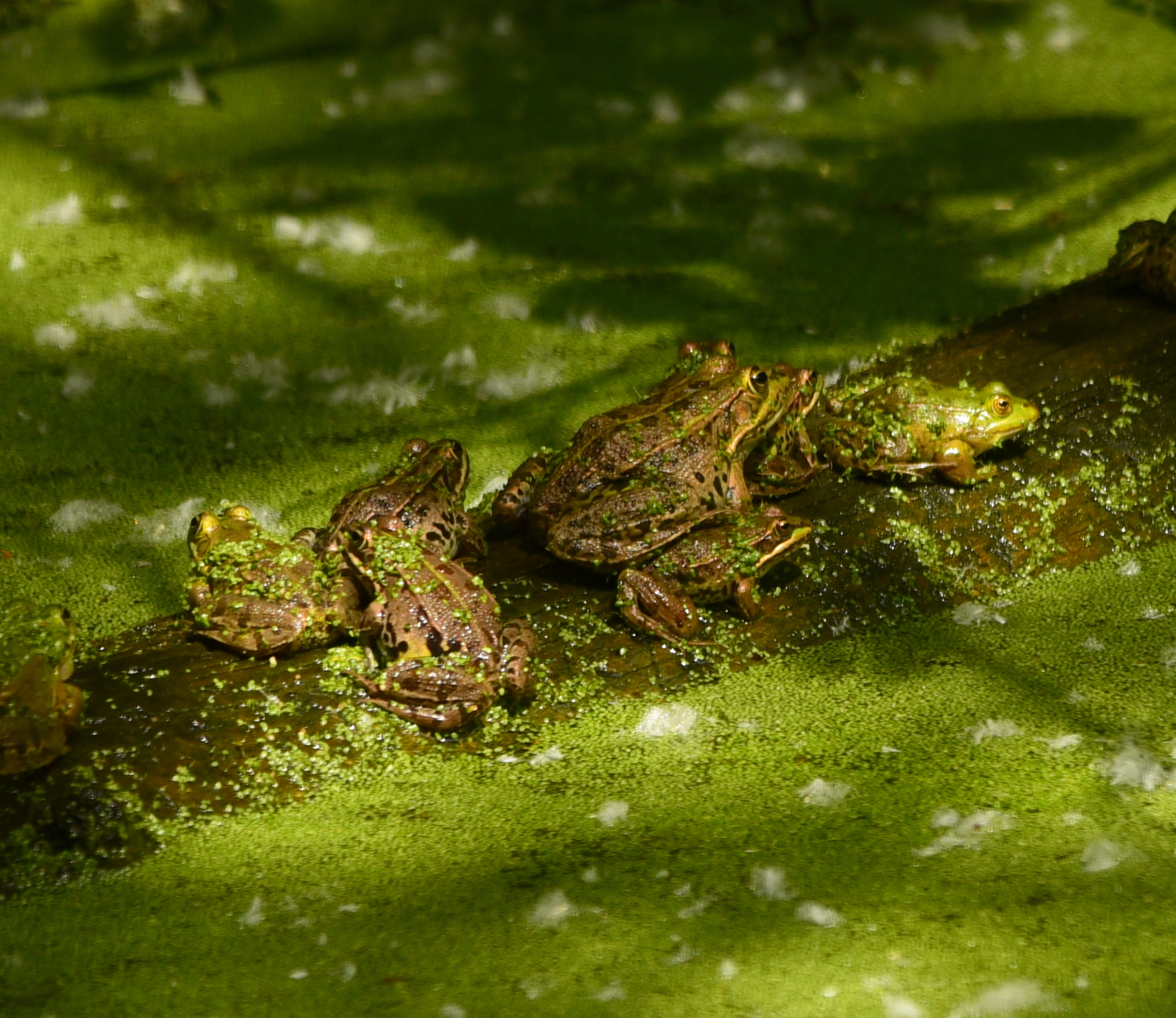 resting frogs...