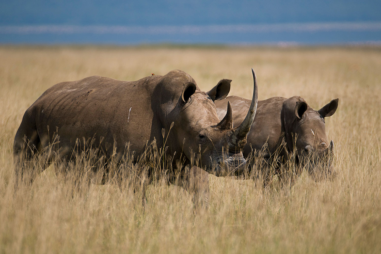 coppia di rinoceronti bianchi...