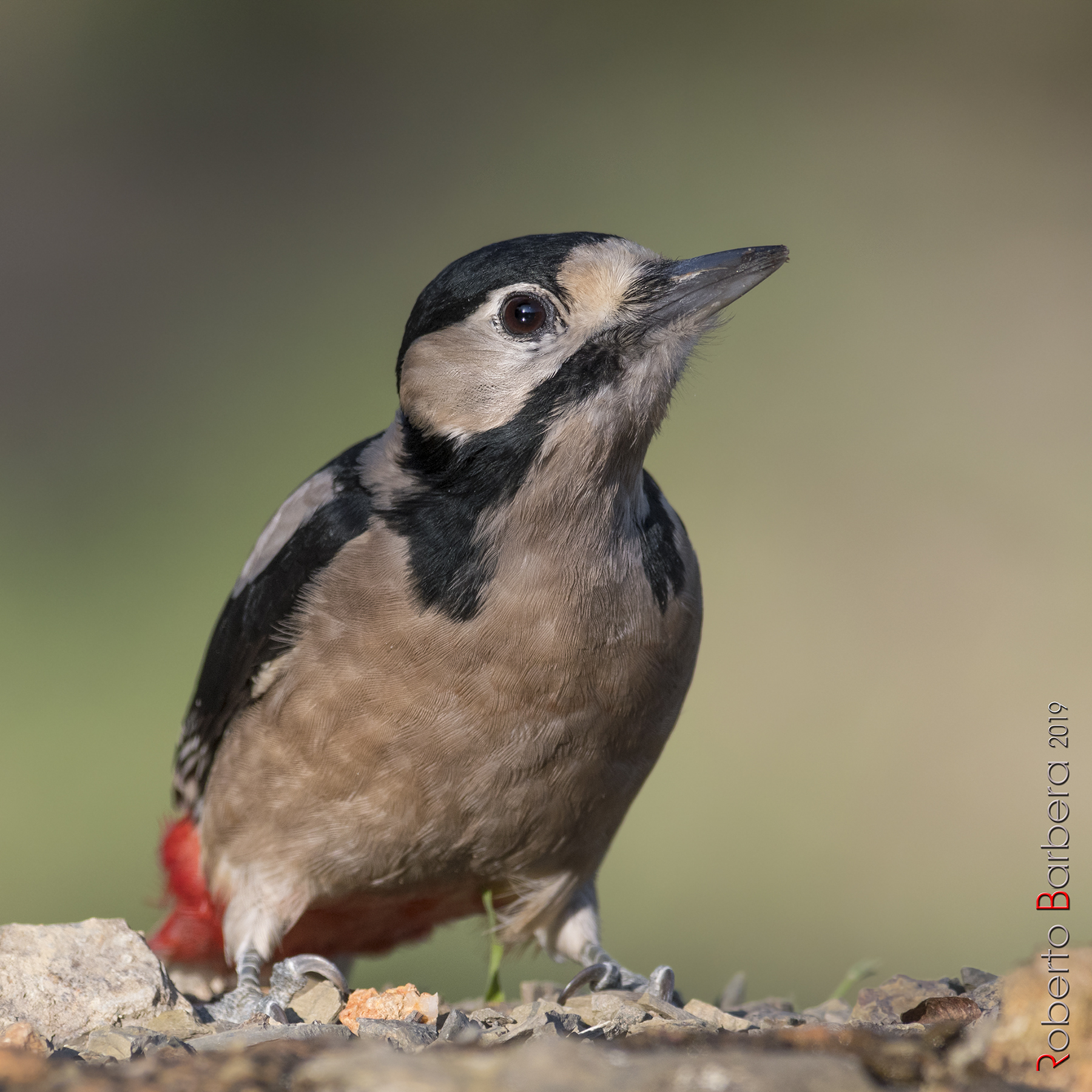 Female major red woodpecker...