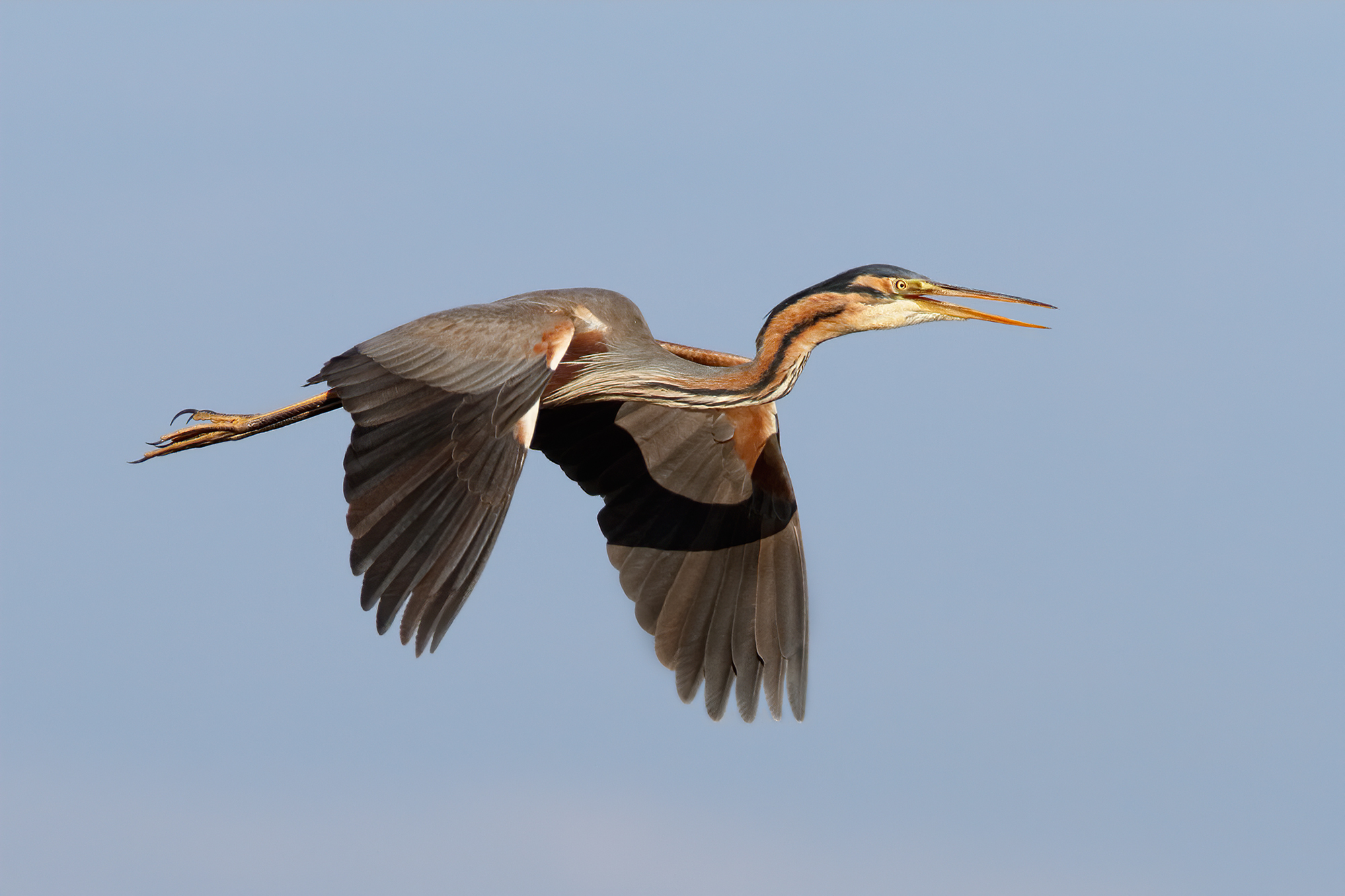 Red Heron - Courtship...