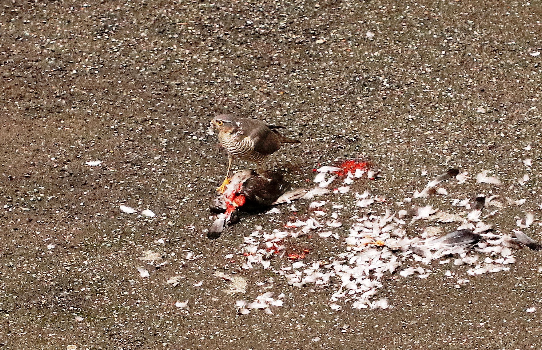 Little goshawk who killed a pigeon...