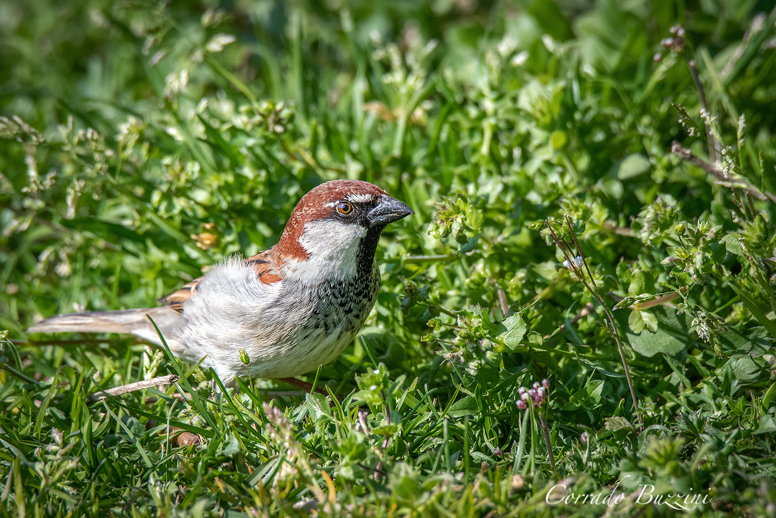 domestic sparrow...