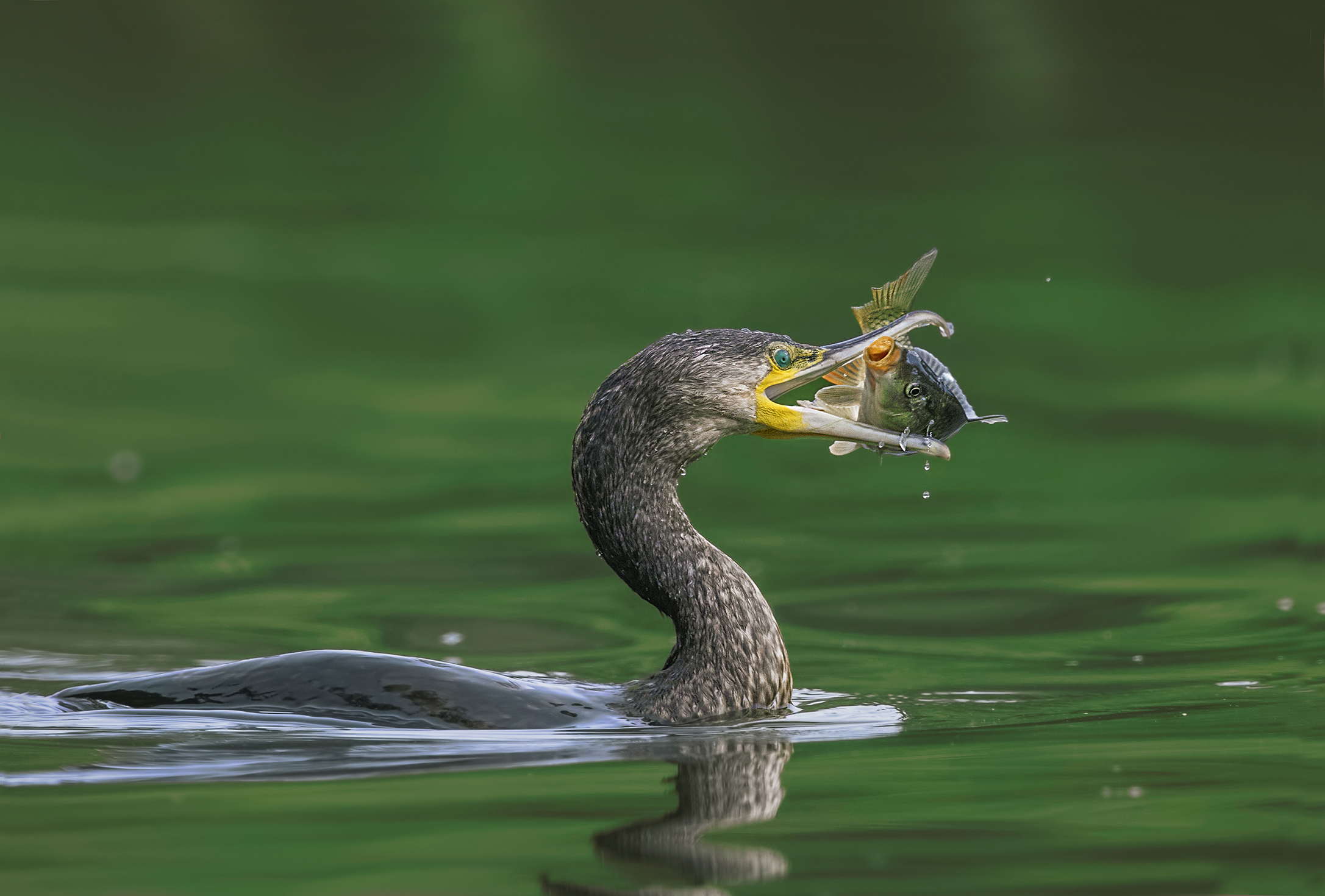 cormorant with prey...