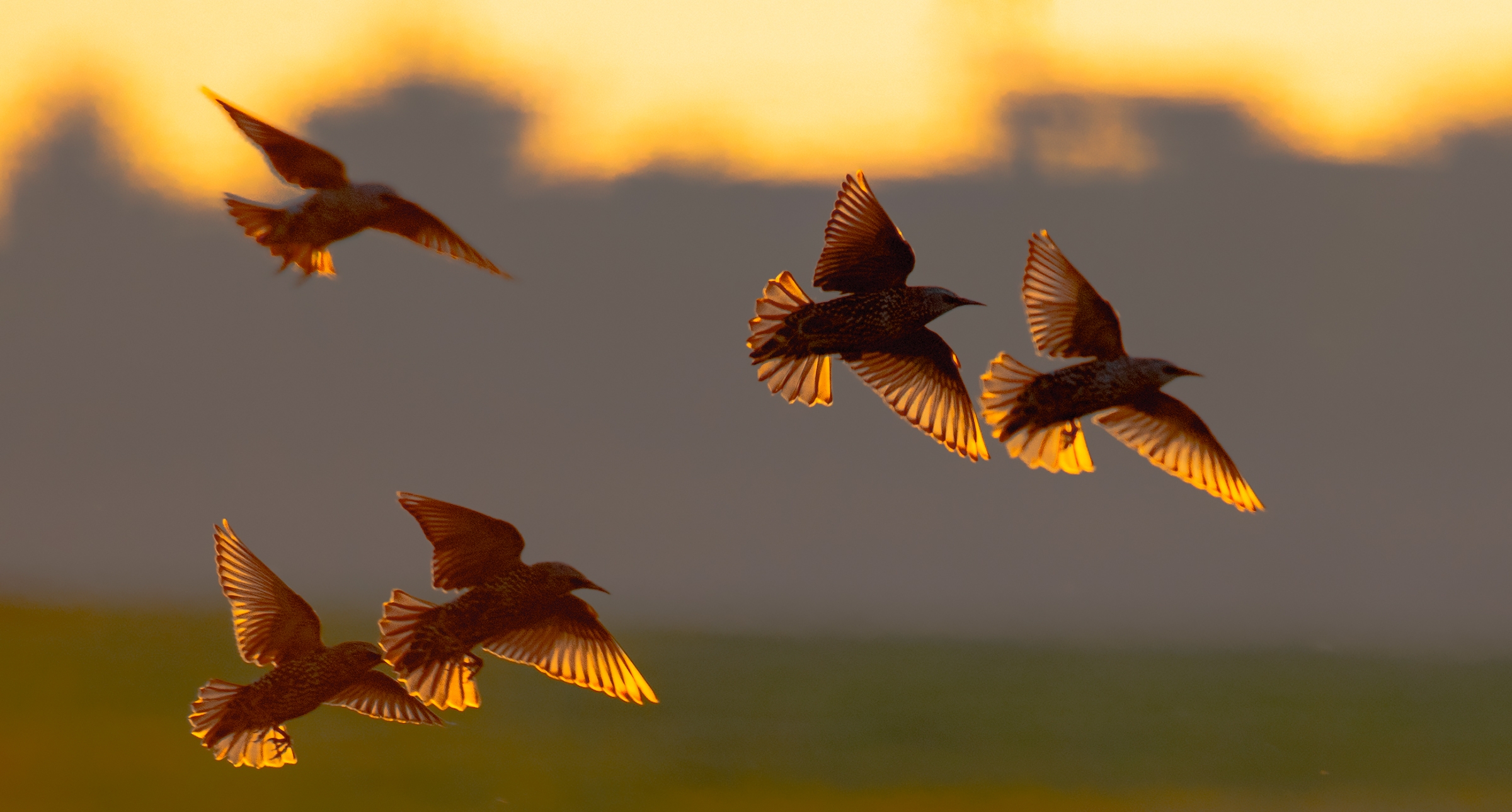 starlings at sunset...