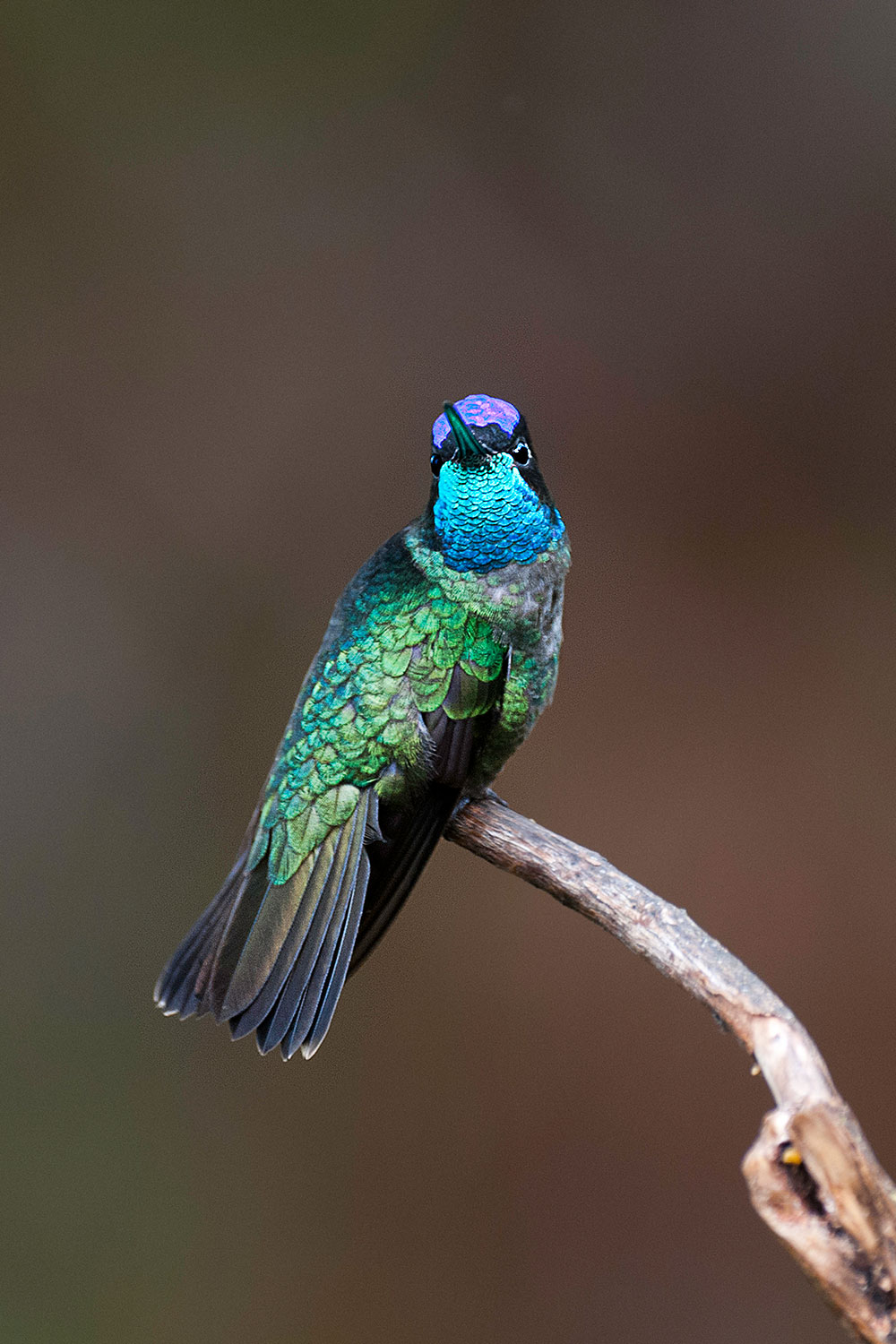 Magnificent hummingbird ...