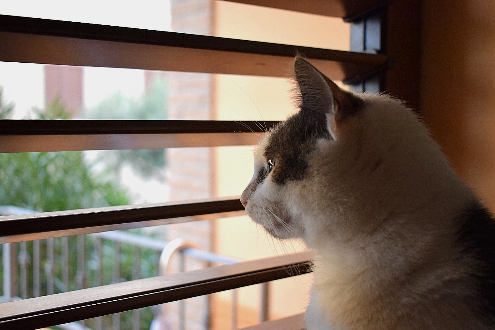 Momiji waits for his return home...