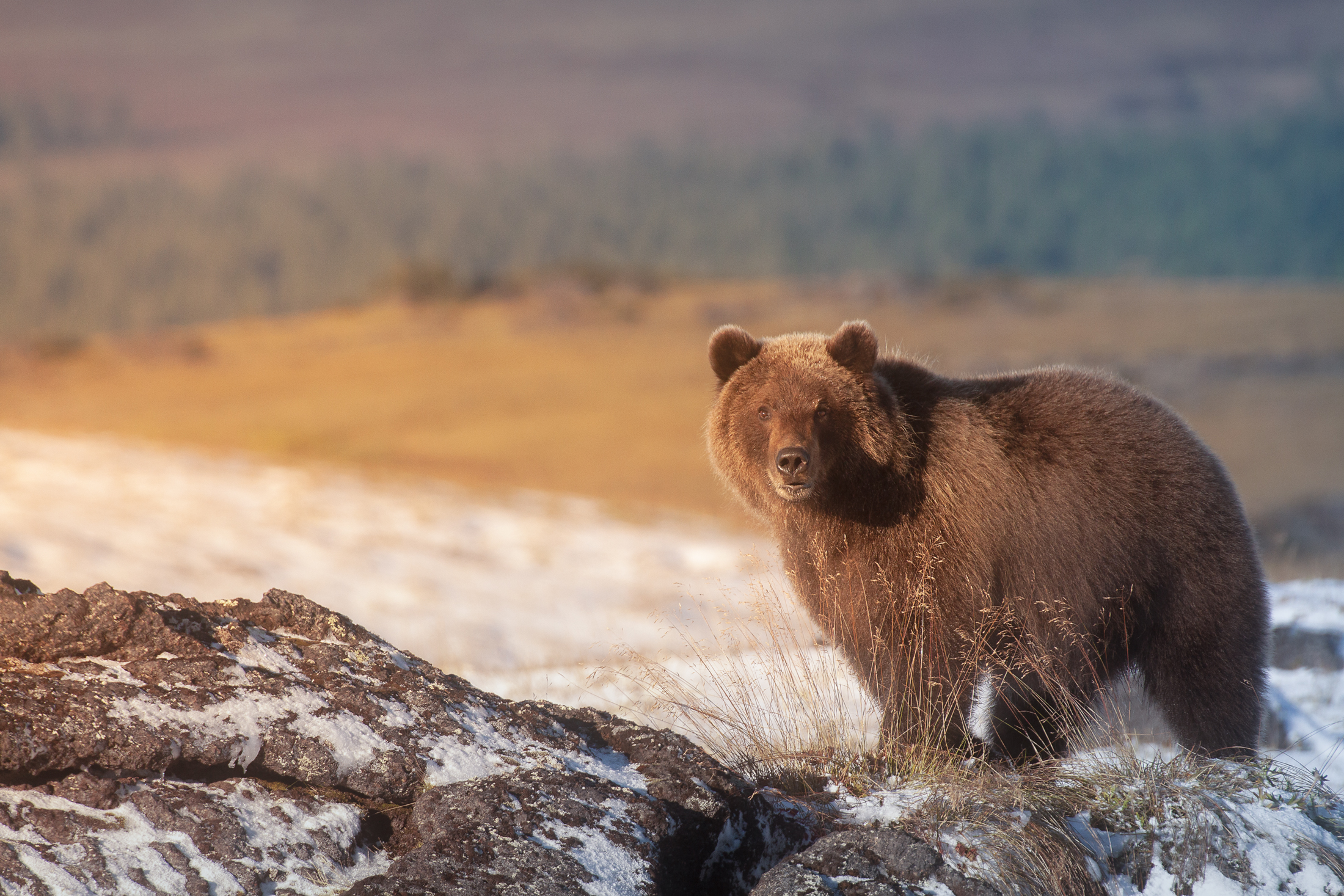 Сибирский бурый медведь Камчатский бурый медведь