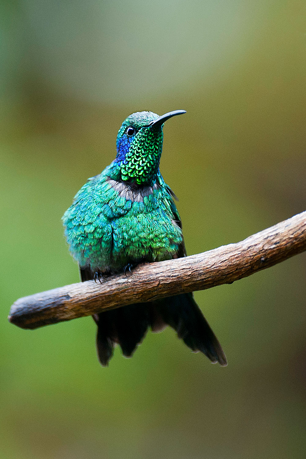 hummingbird earsviolet talassino...